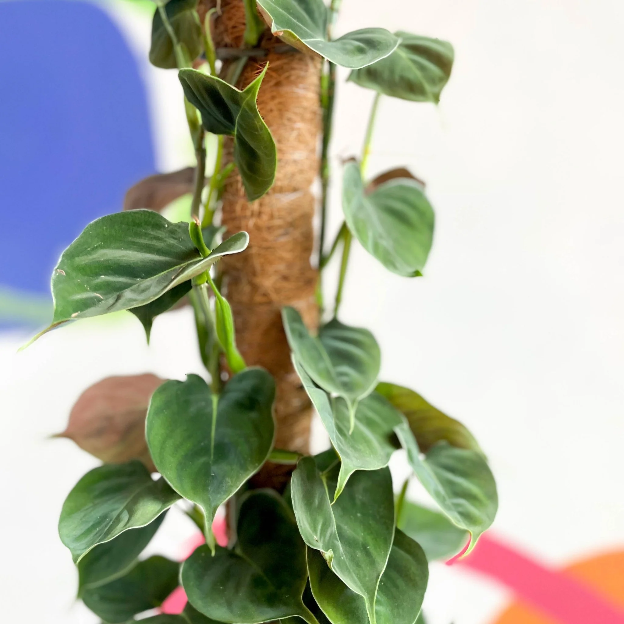 Philodendron lupinum - Image 3