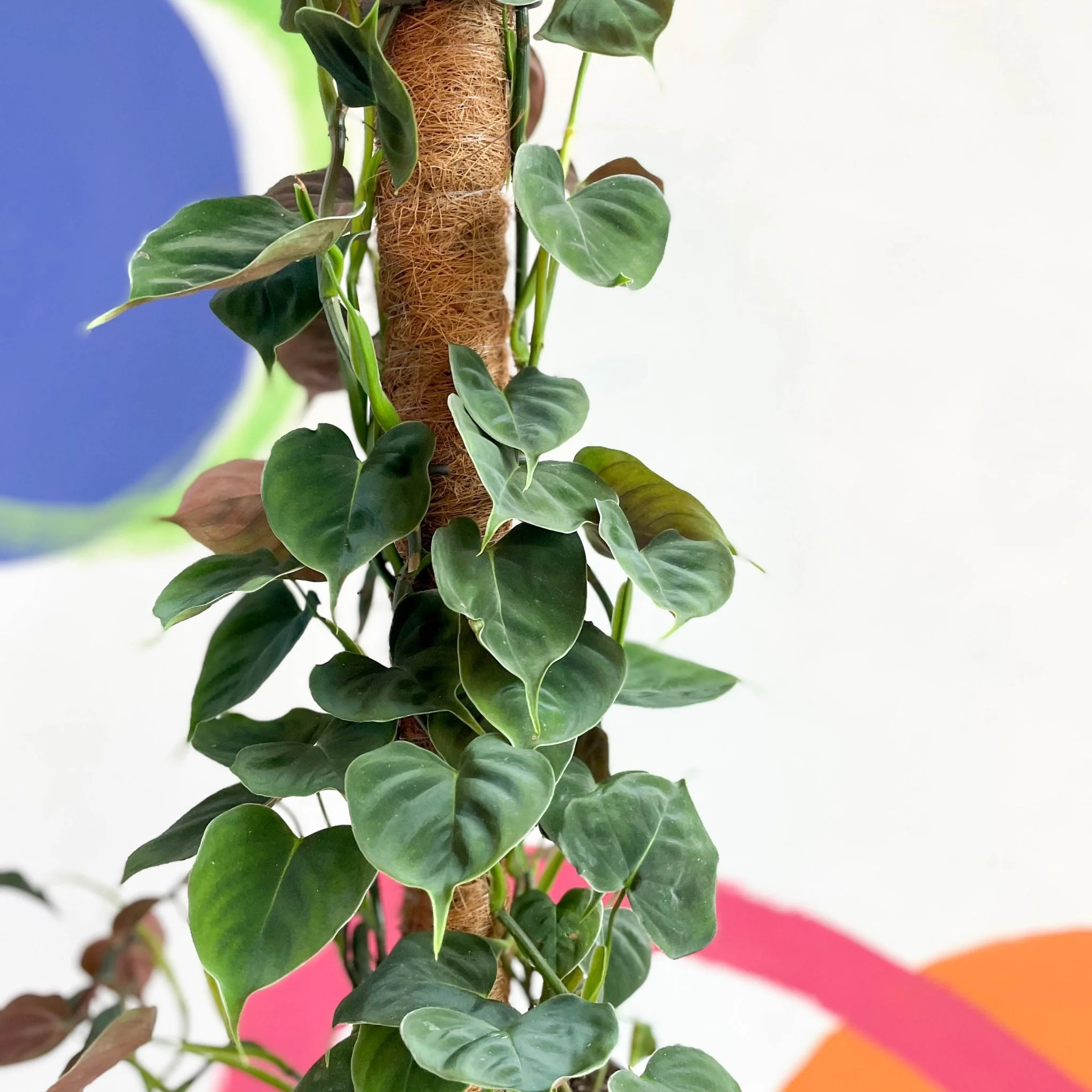 Philodendron lupinum - Image 4