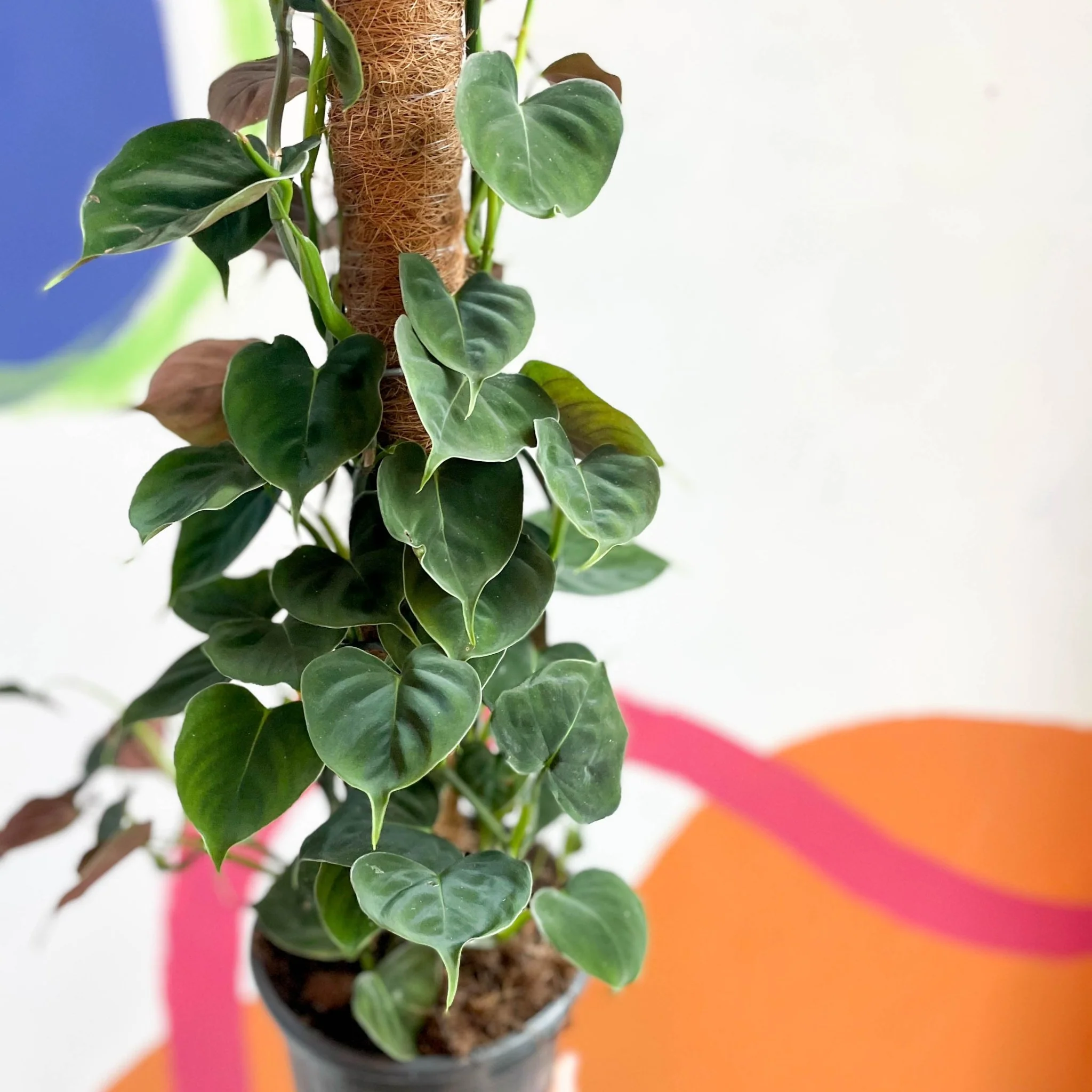 Philodendron lupinum - Image 5