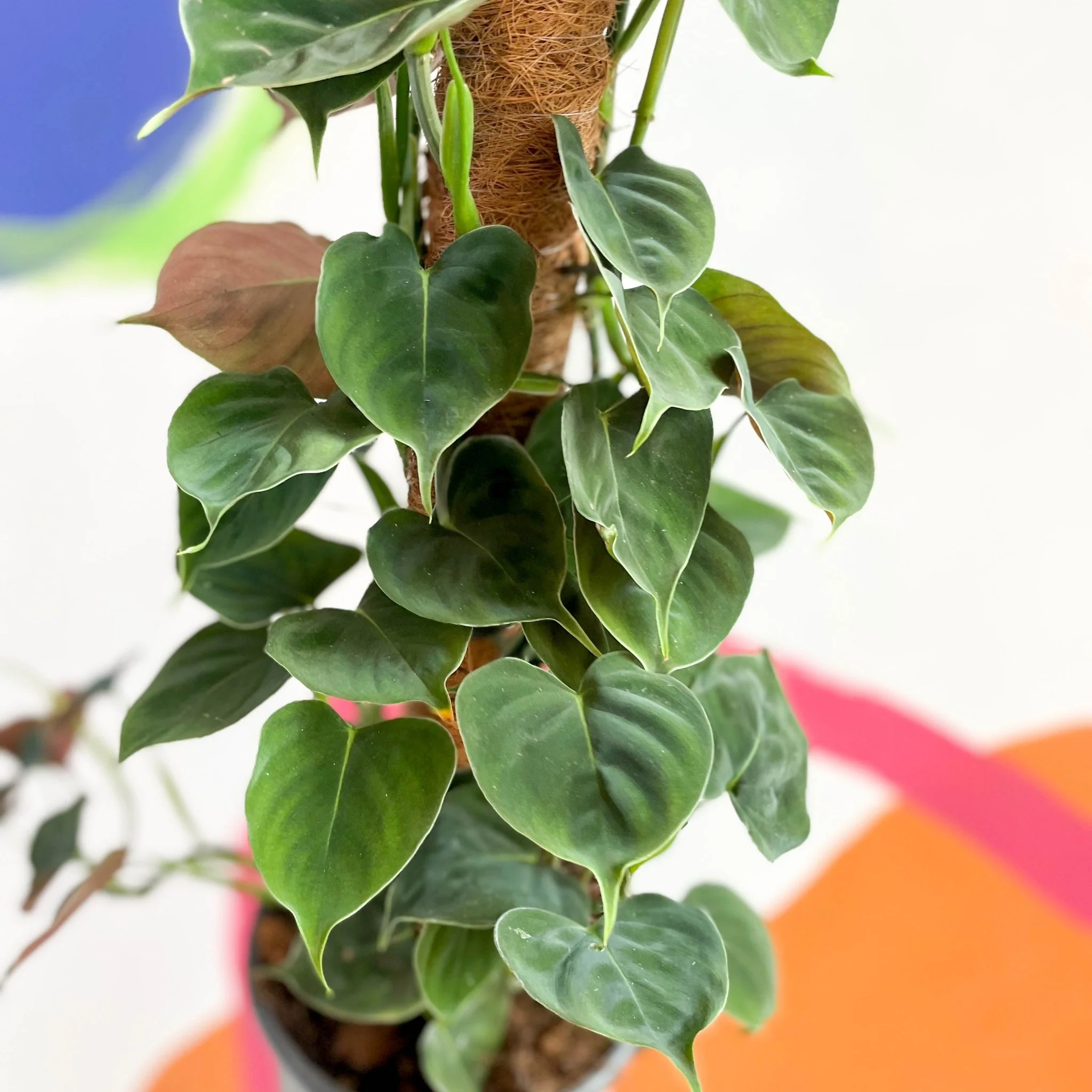Philodendron lupinum - Image 6