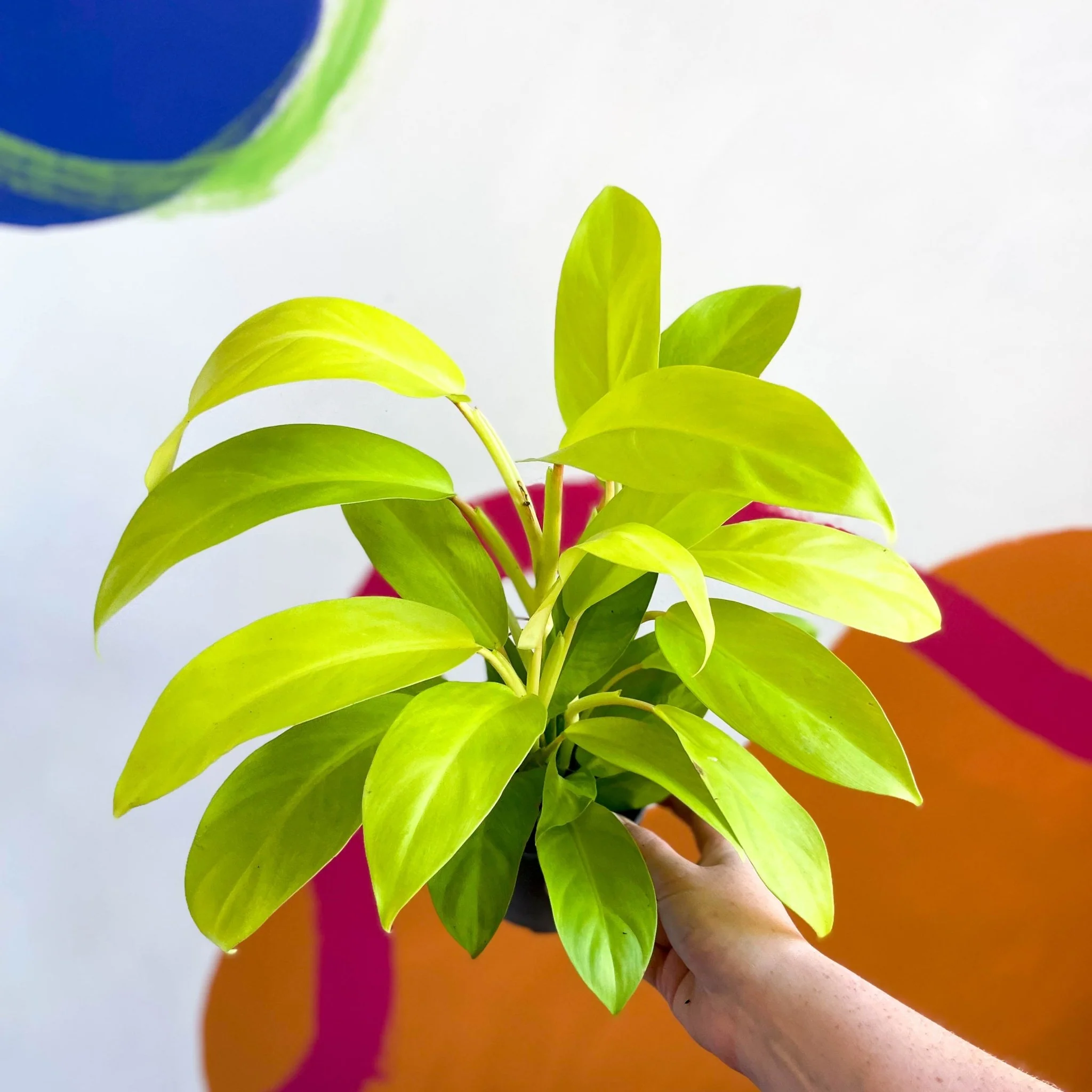 Philodendron 'Malay Gold'