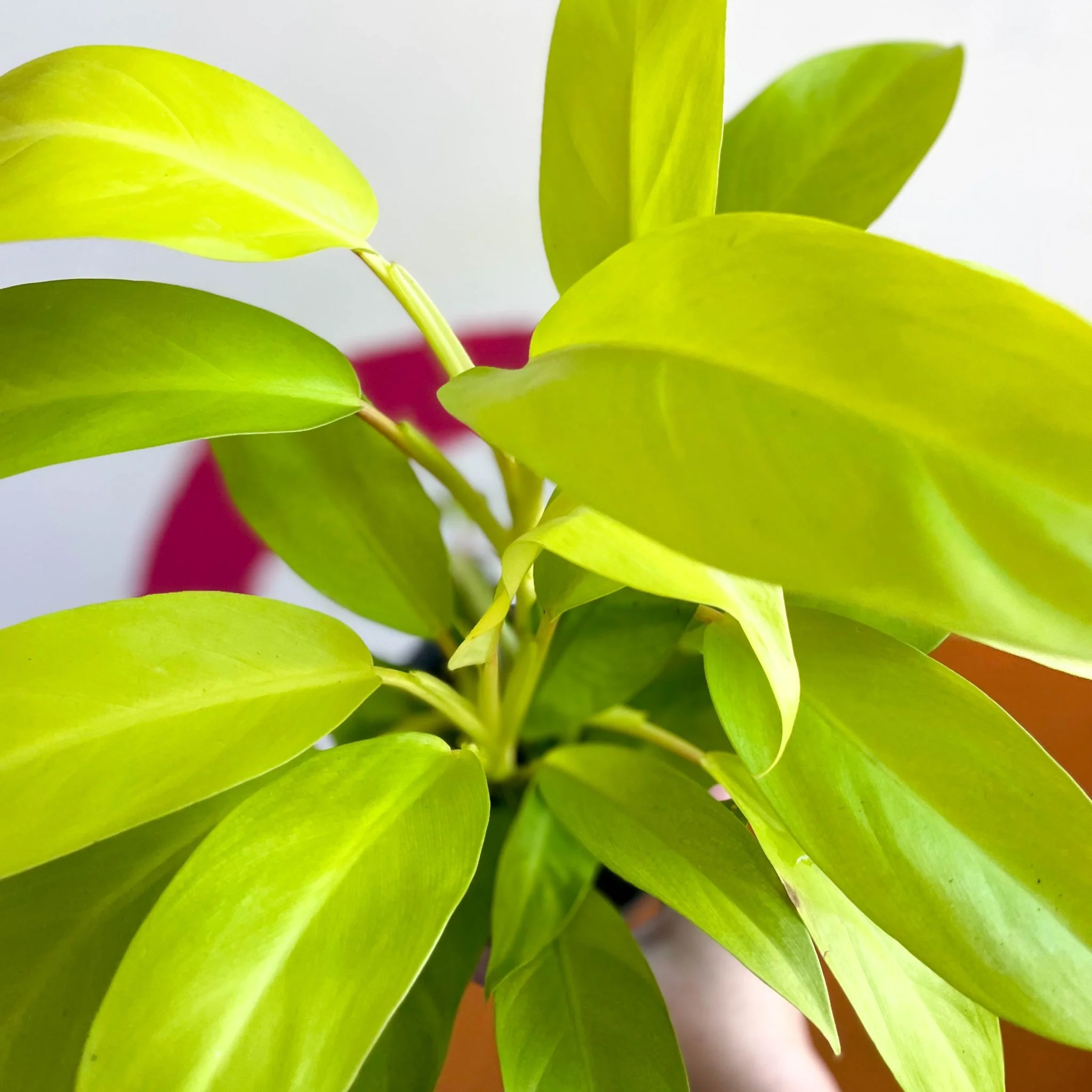 Philodendron 'Malay Gold' - Image 2
