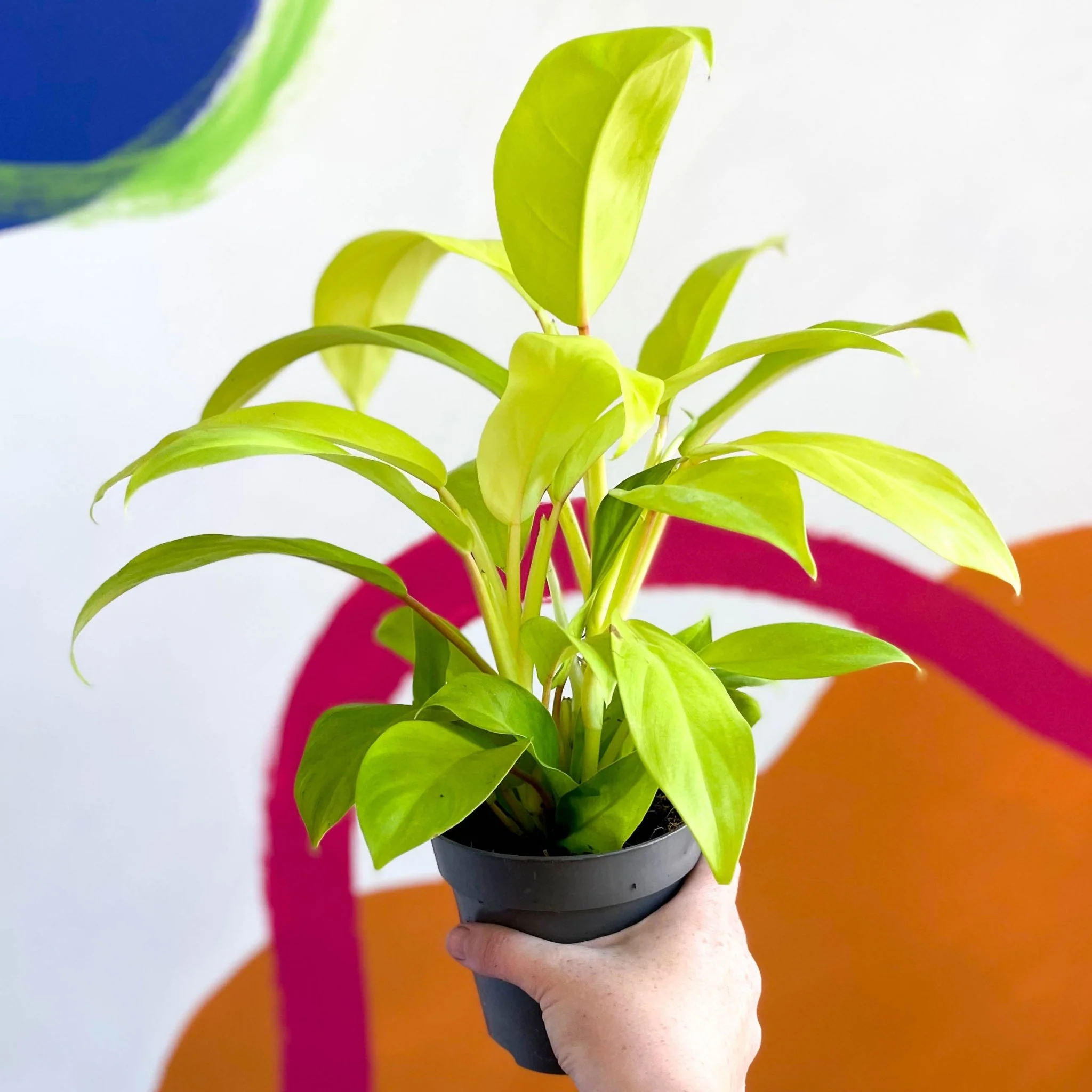 Philodendron 'Malay Gold' - Image 3