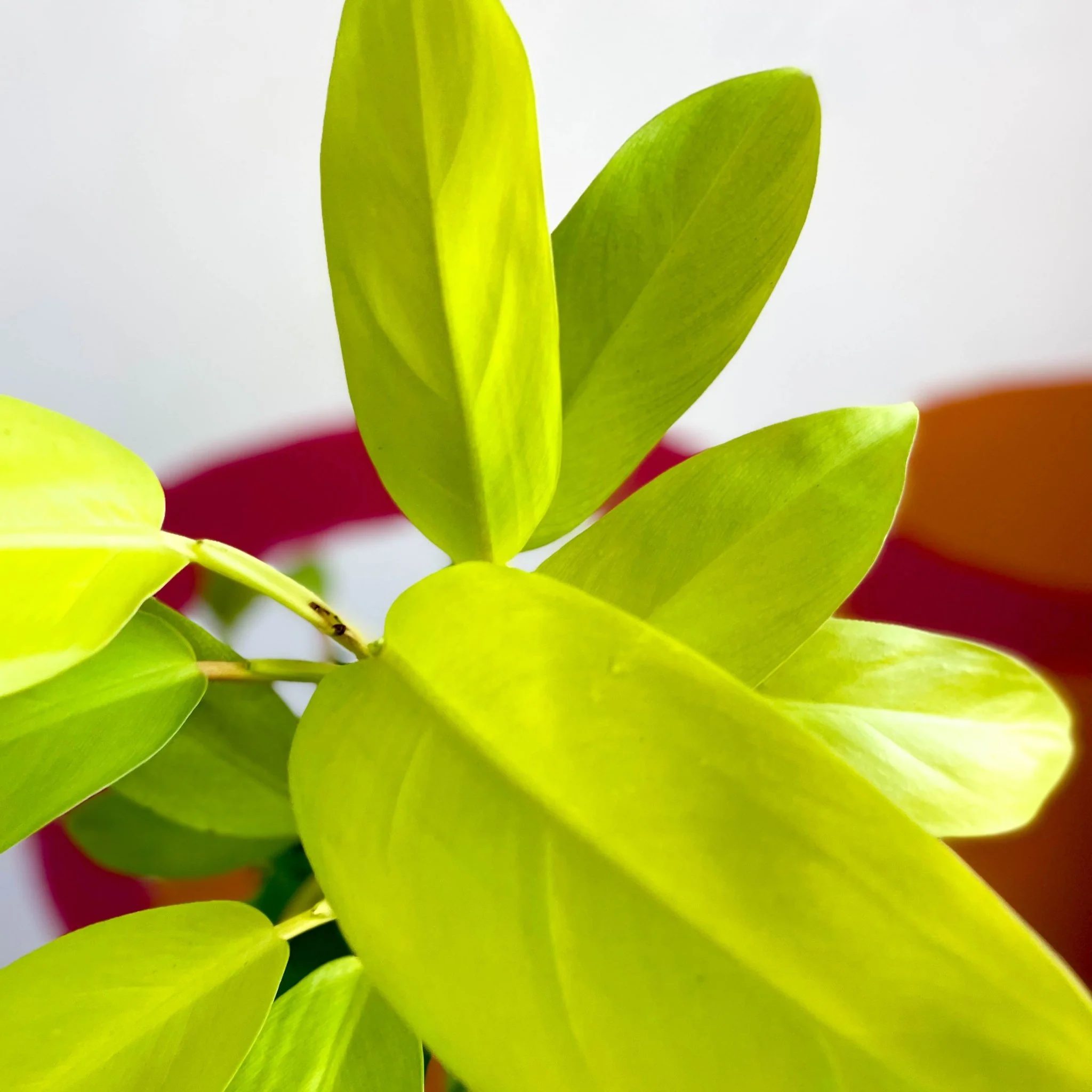 Philodendron 'Malay Gold' - Image 4