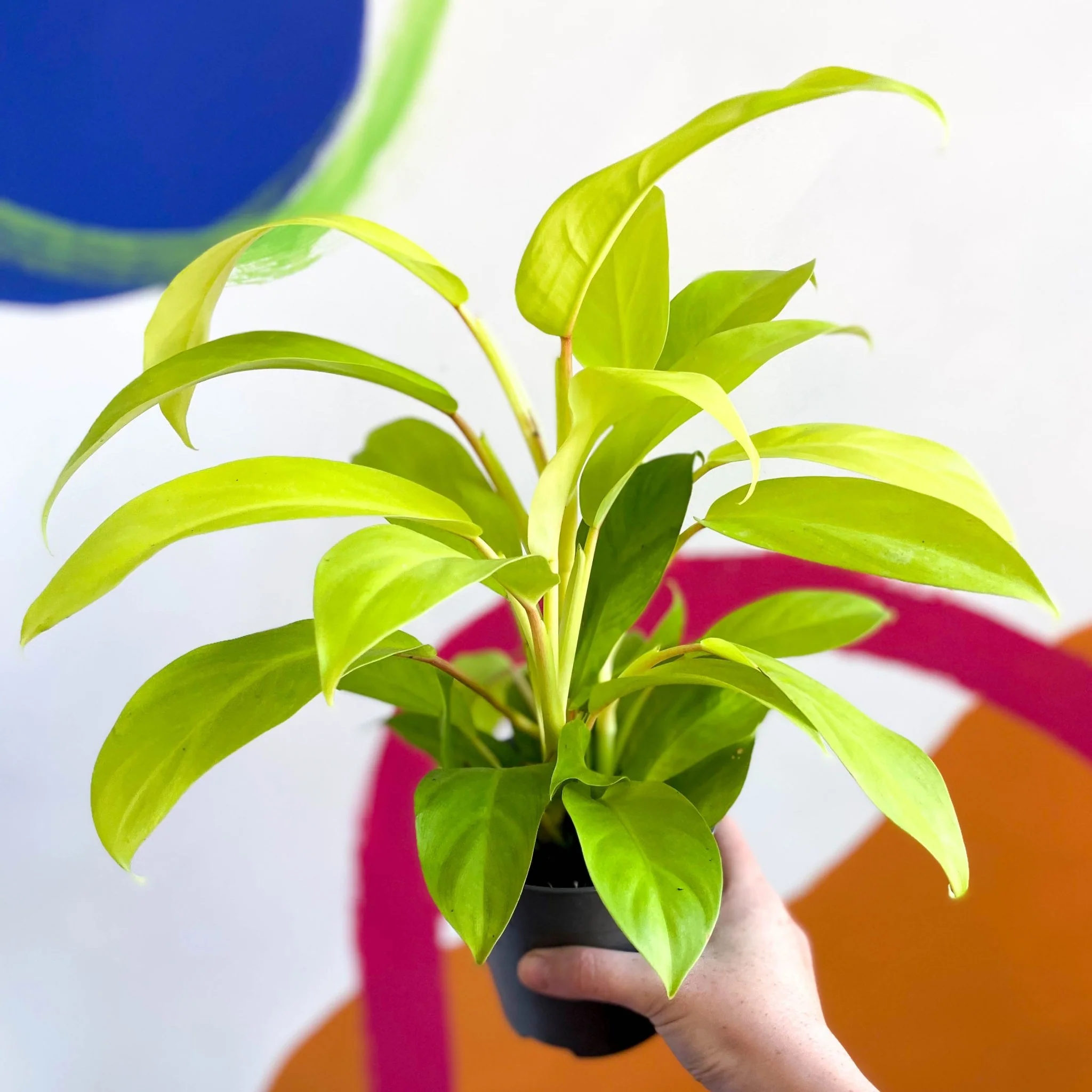 Philodendron 'Malay Gold' - Image 5
