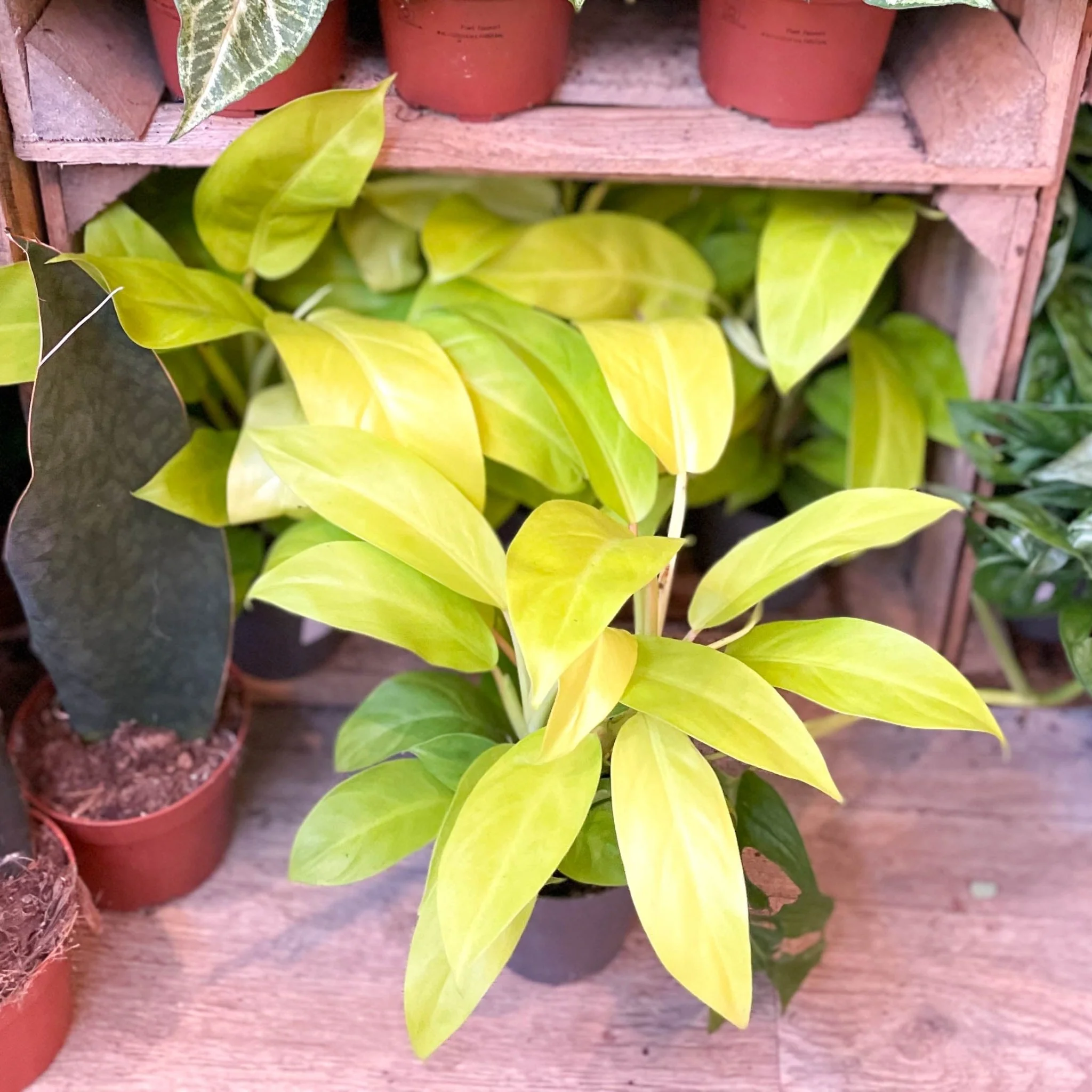 Philodendron 'Malay Gold' - Image 6