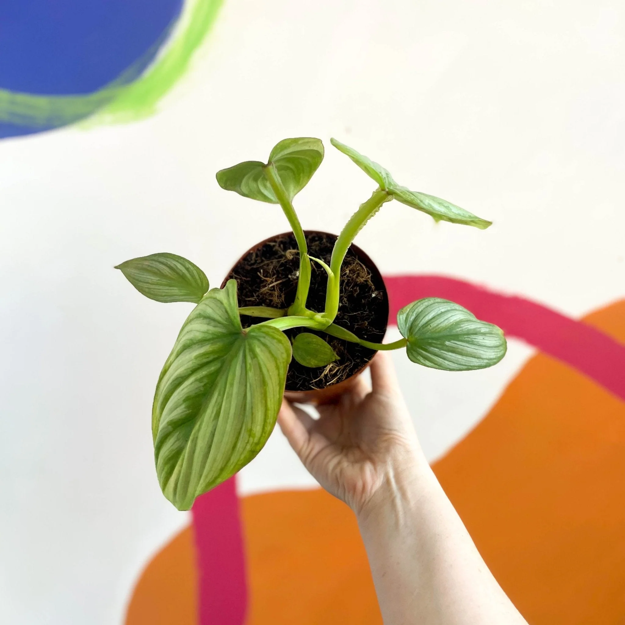 Philodendron mamei - Image 3