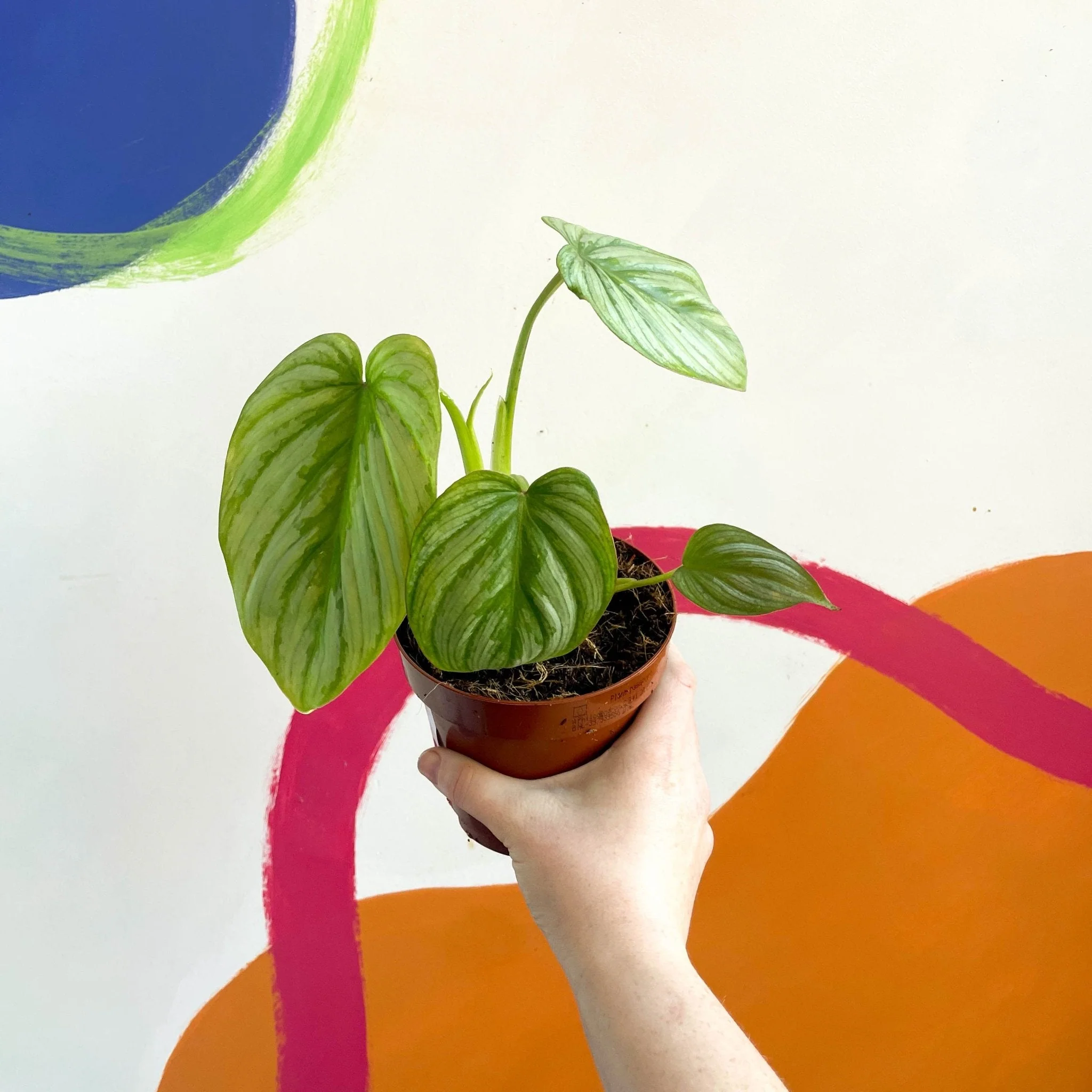 Philodendron mamei - Image 4