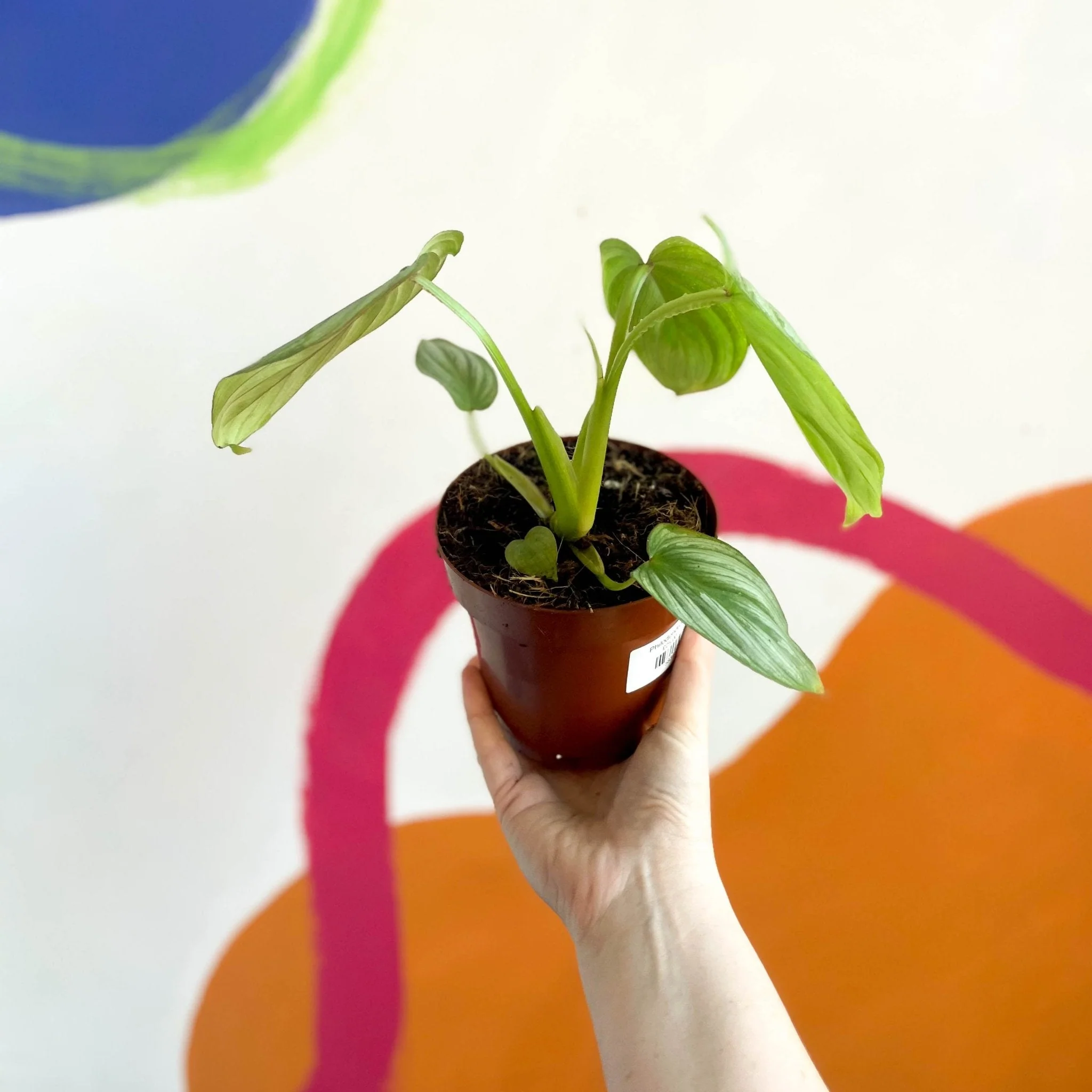 Philodendron mamei - Image 6
