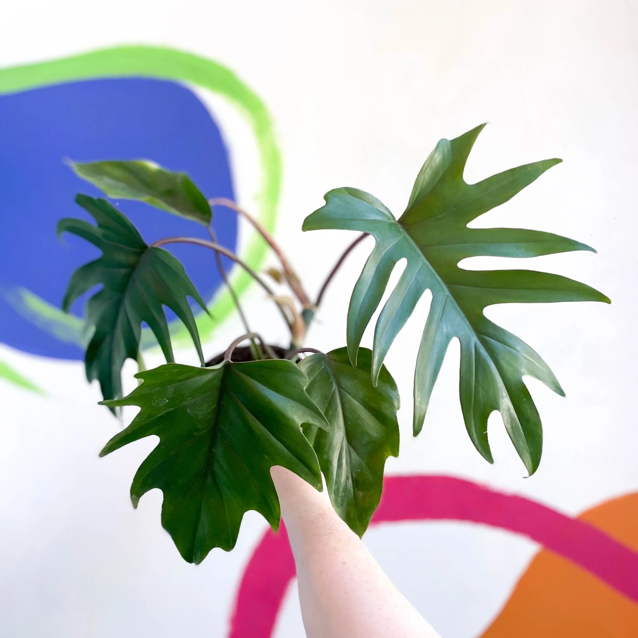 Philodendron mayoi