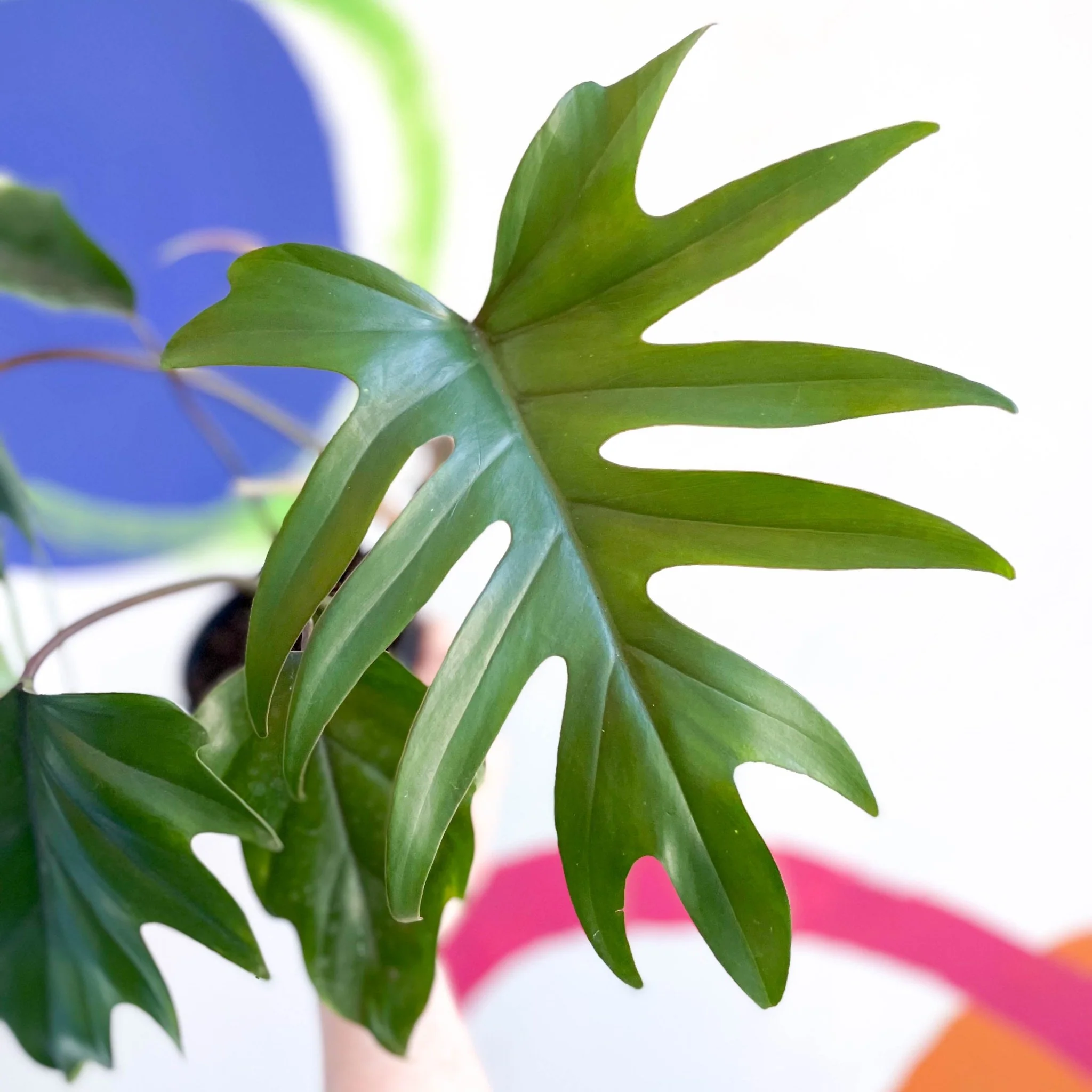 Philodendron mayoi - Image 2