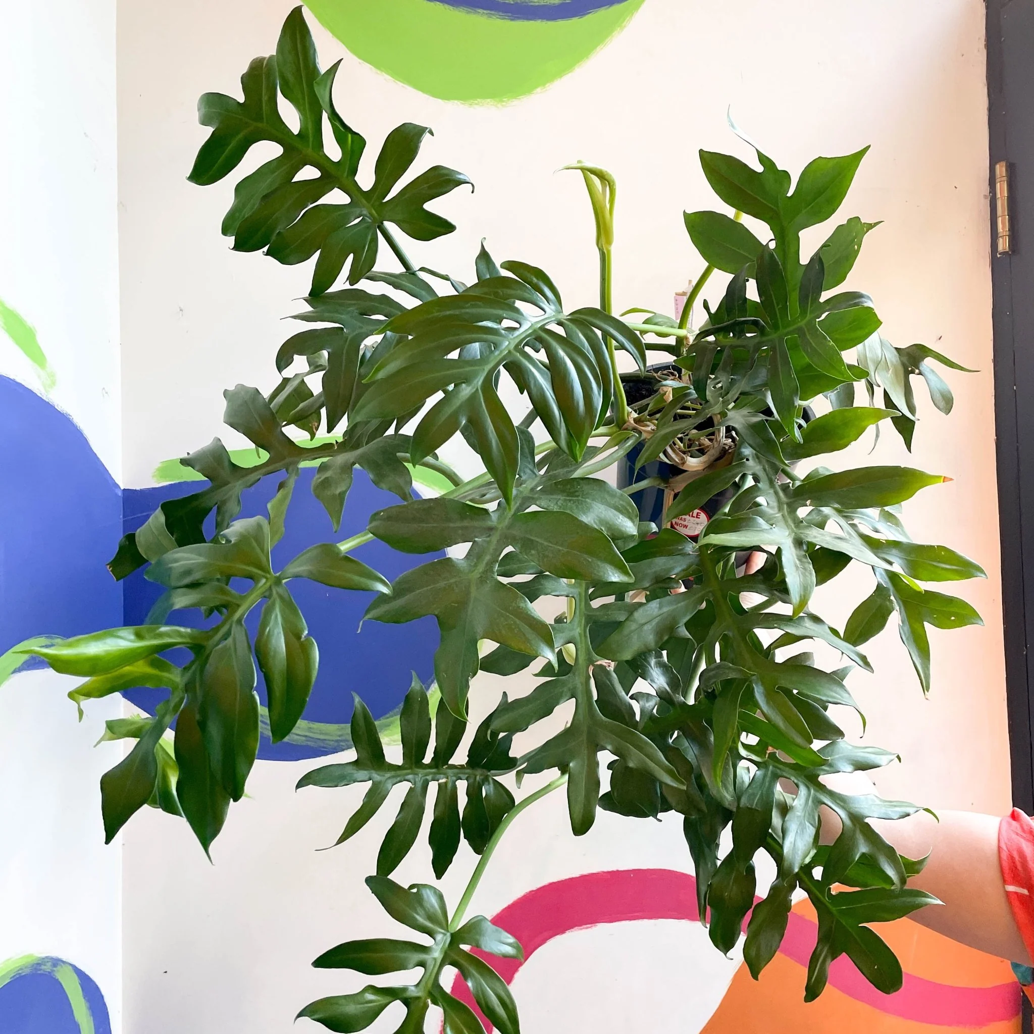 Philodendron mayoi - Image 3