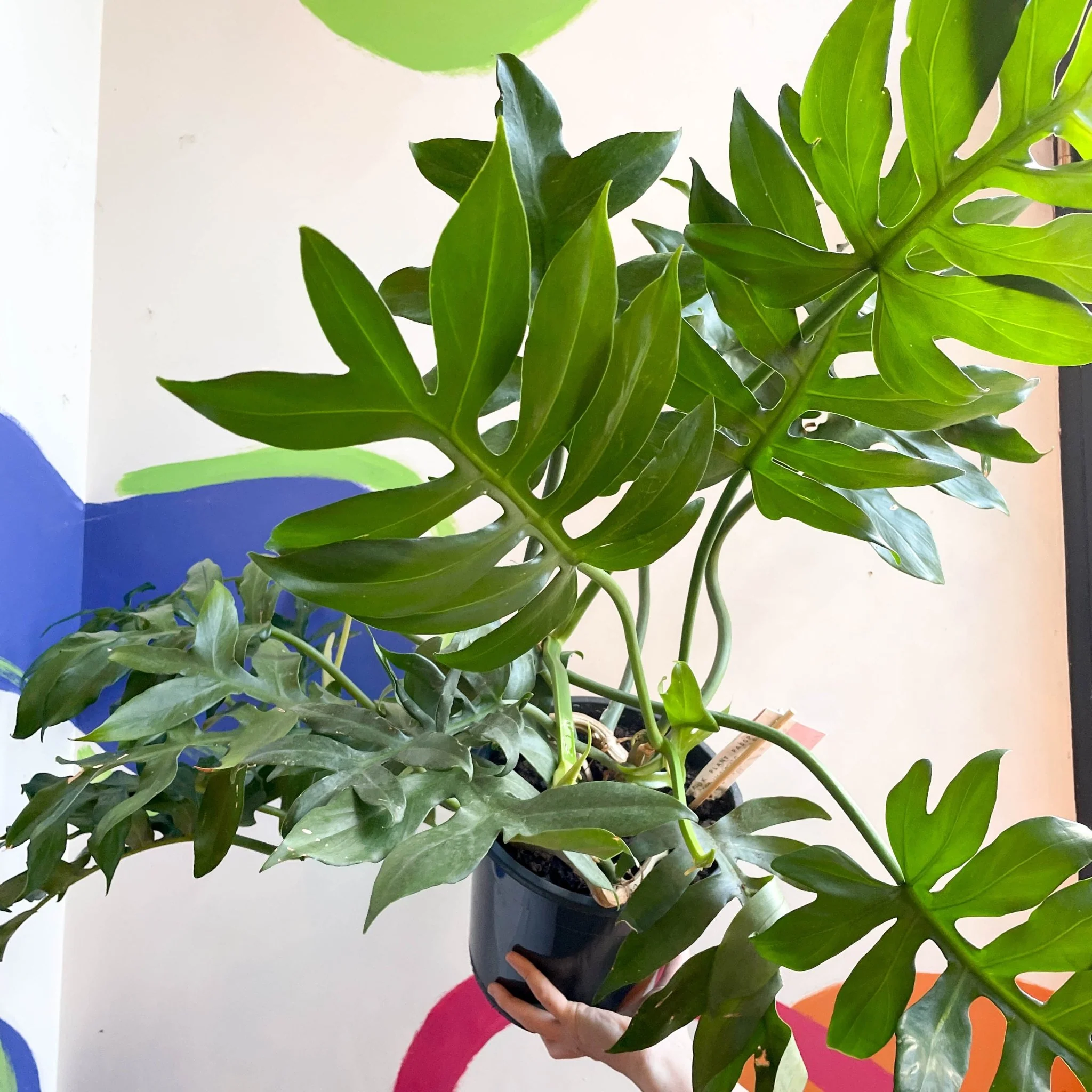 Philodendron mayoi - Image 4