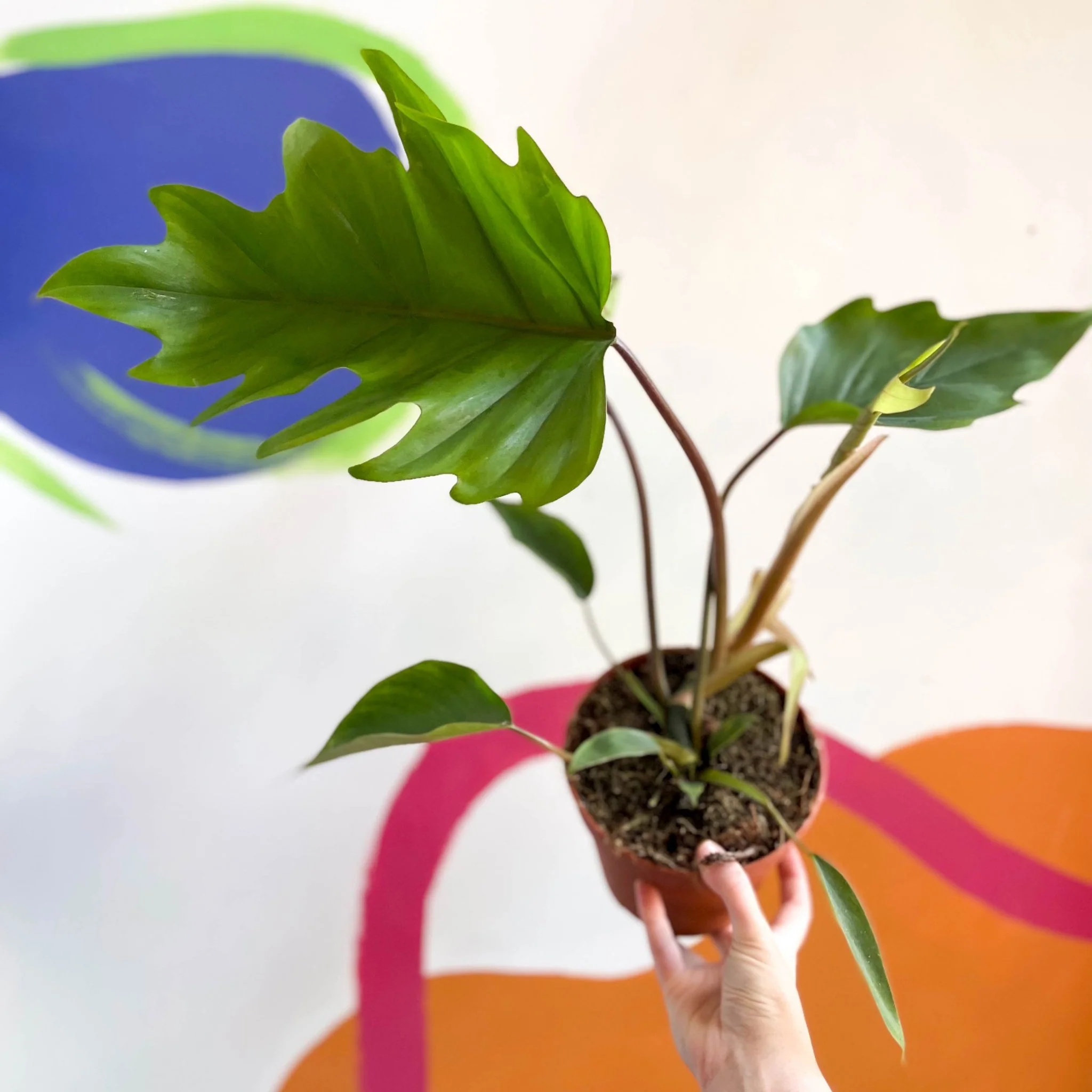 Philodendron mayoi - Image 5