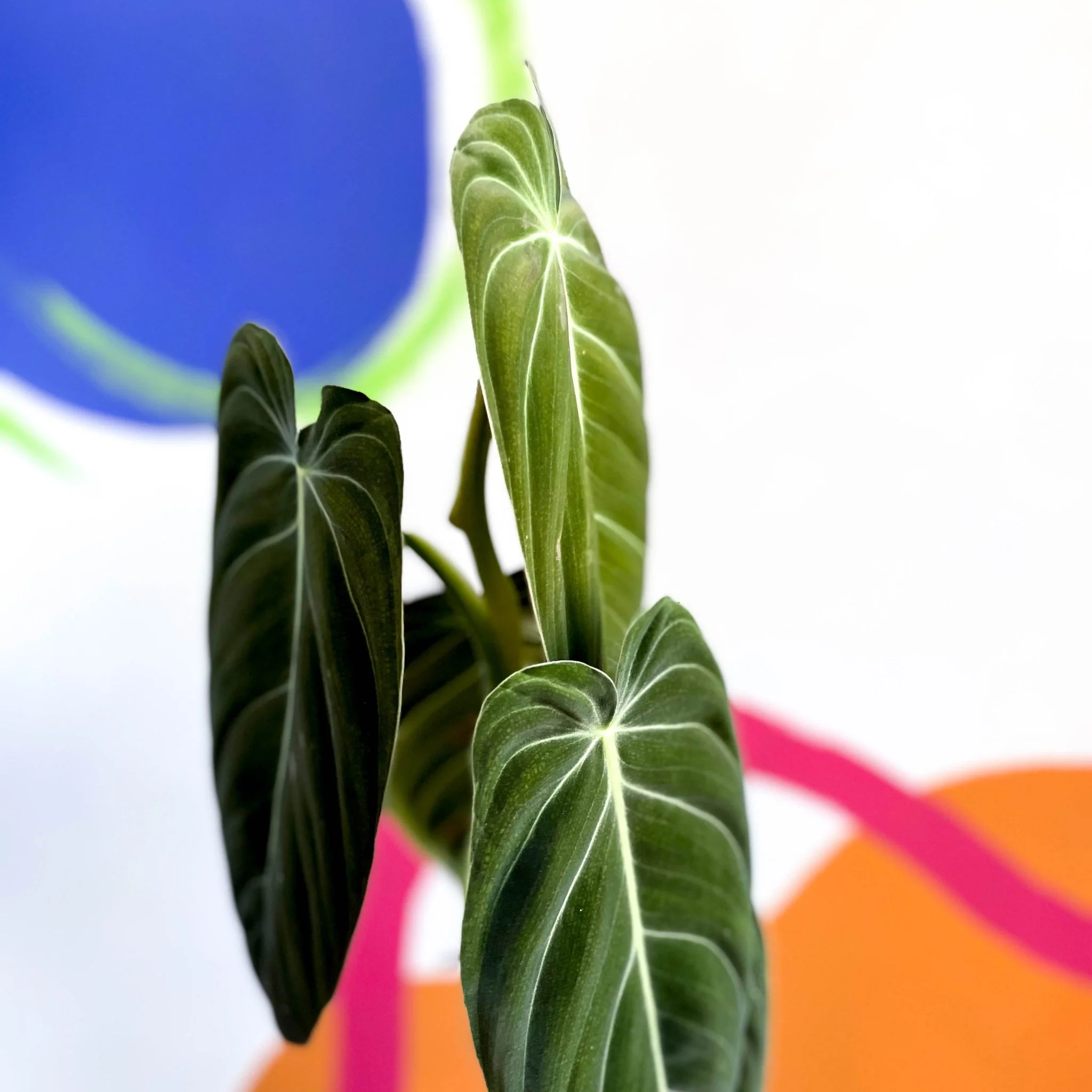 Philodendron melanochrysum - Image 3
