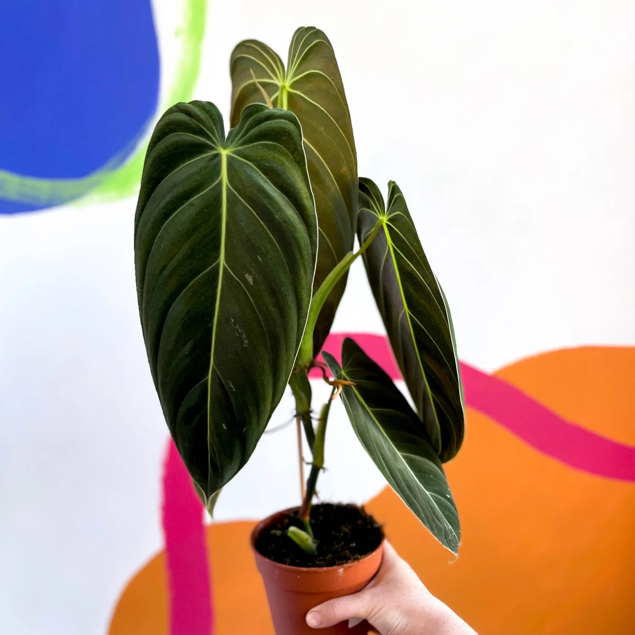 Philodendron melanochrysum - Image 4