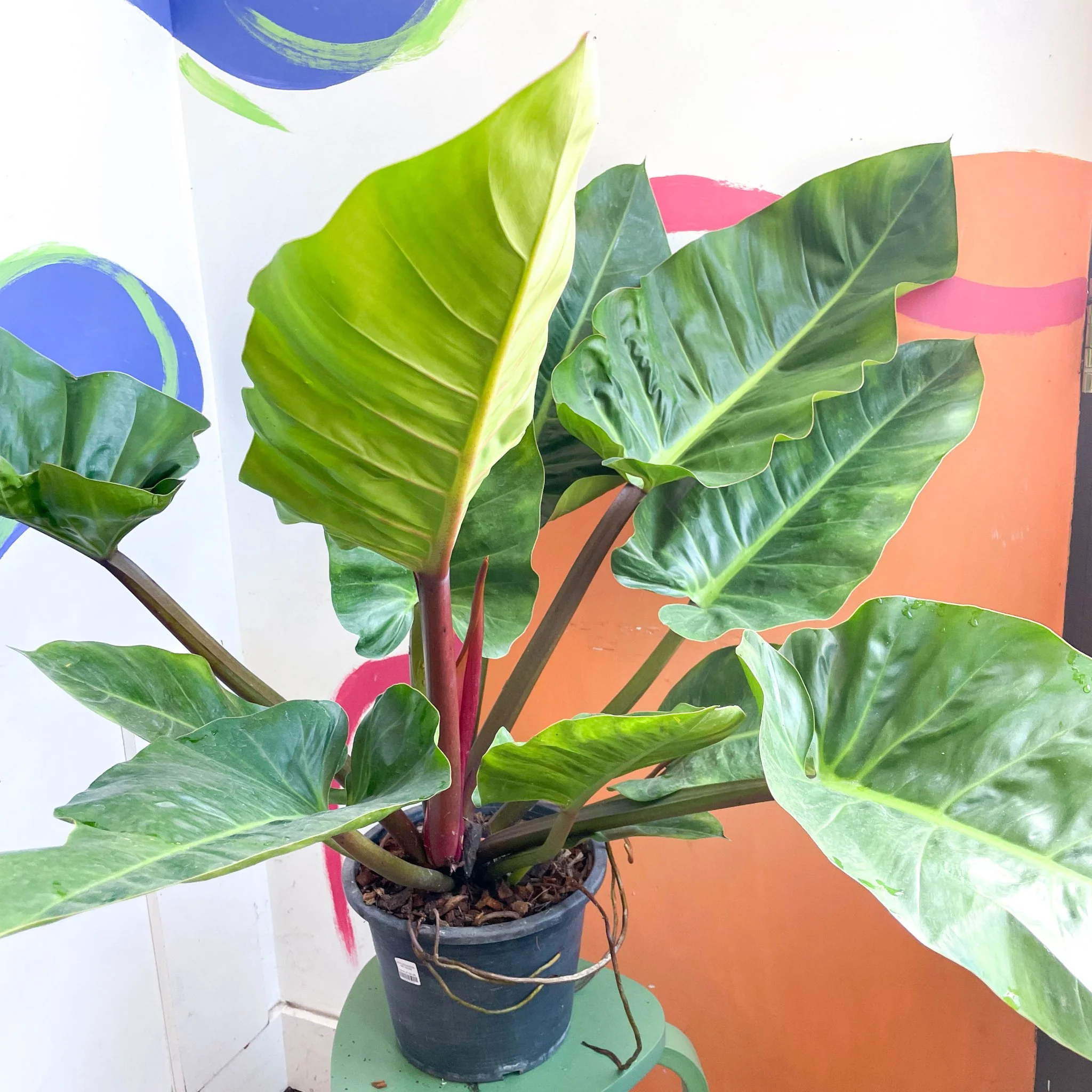Philodendron melinonii
