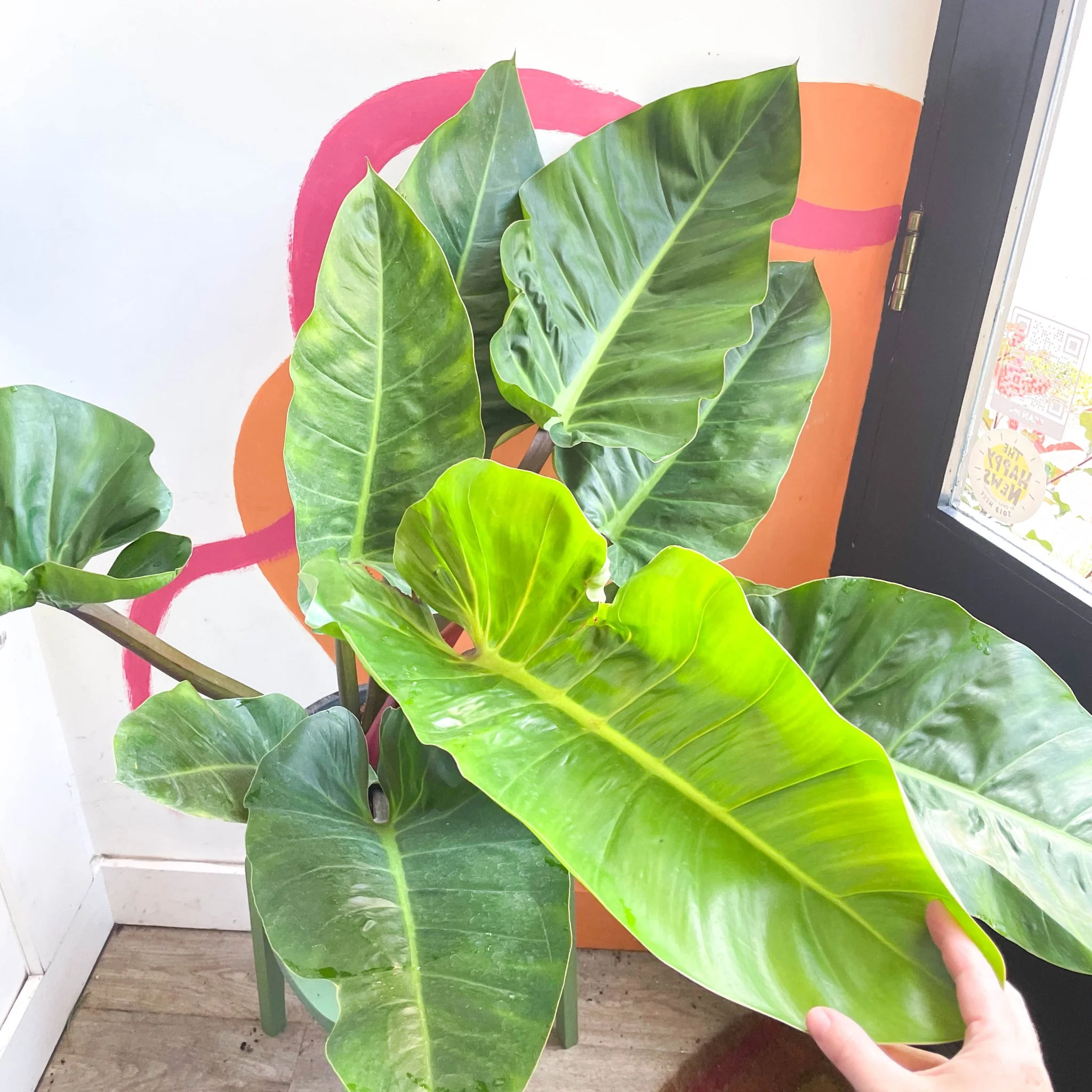Philodendron melinonii - Image 2