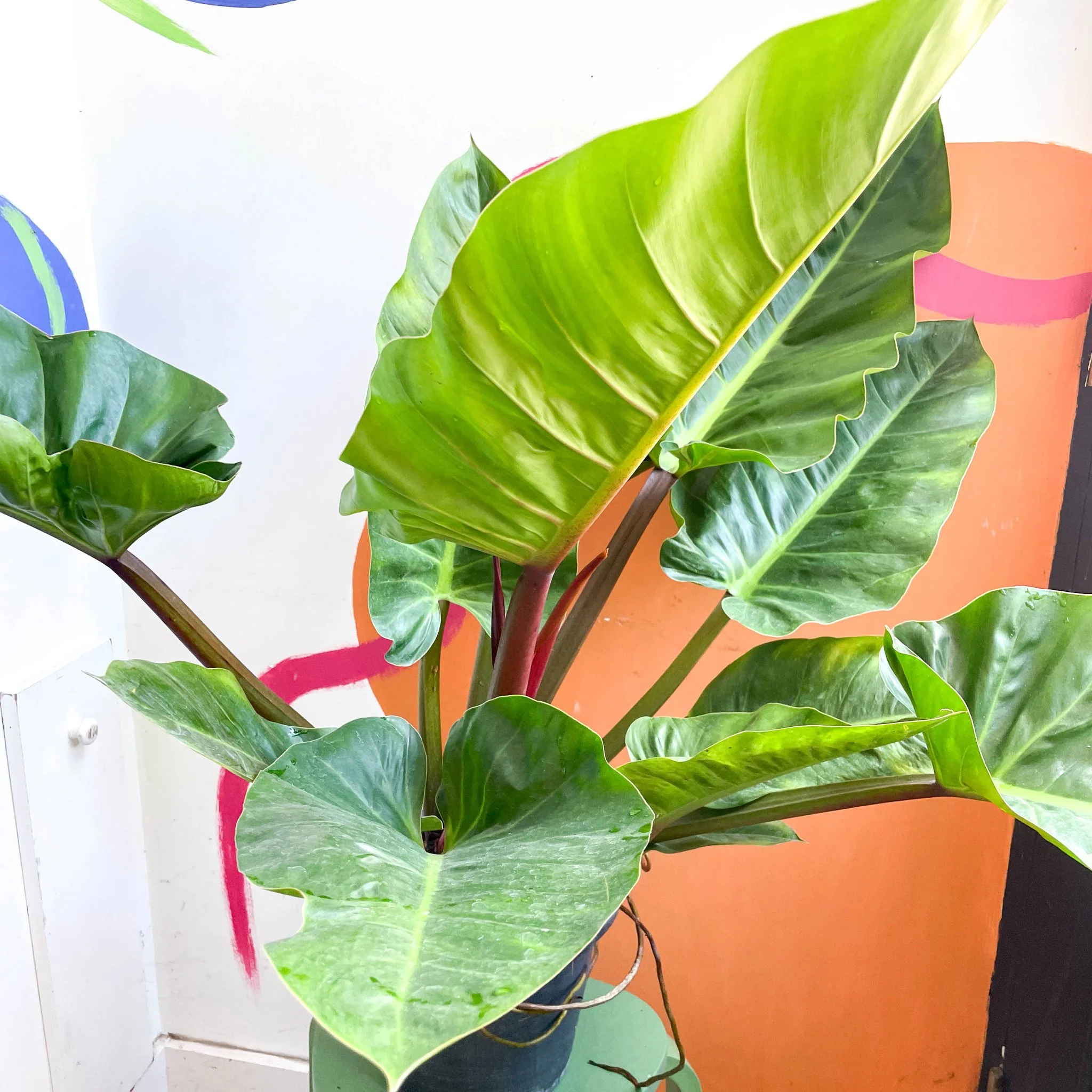 Philodendron melinonii - Image 3