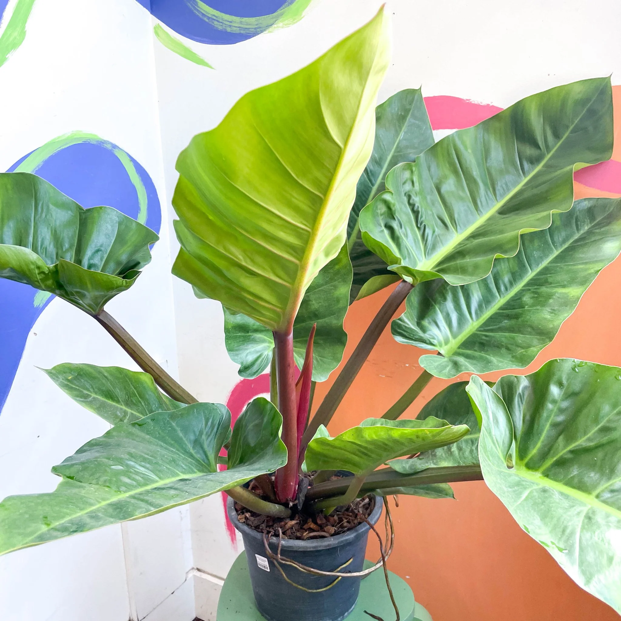 Philodendron melinonii - Image 4