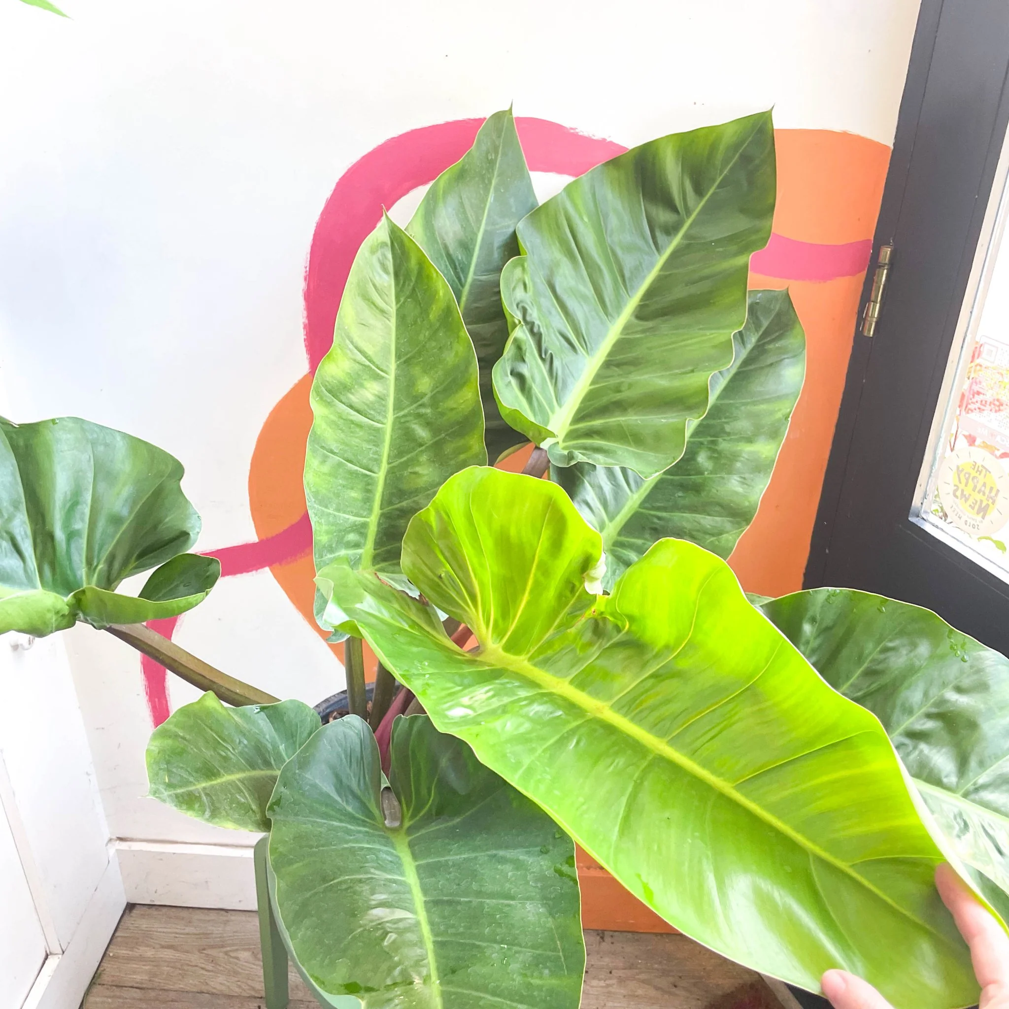 Philodendron melinonii - Image 5