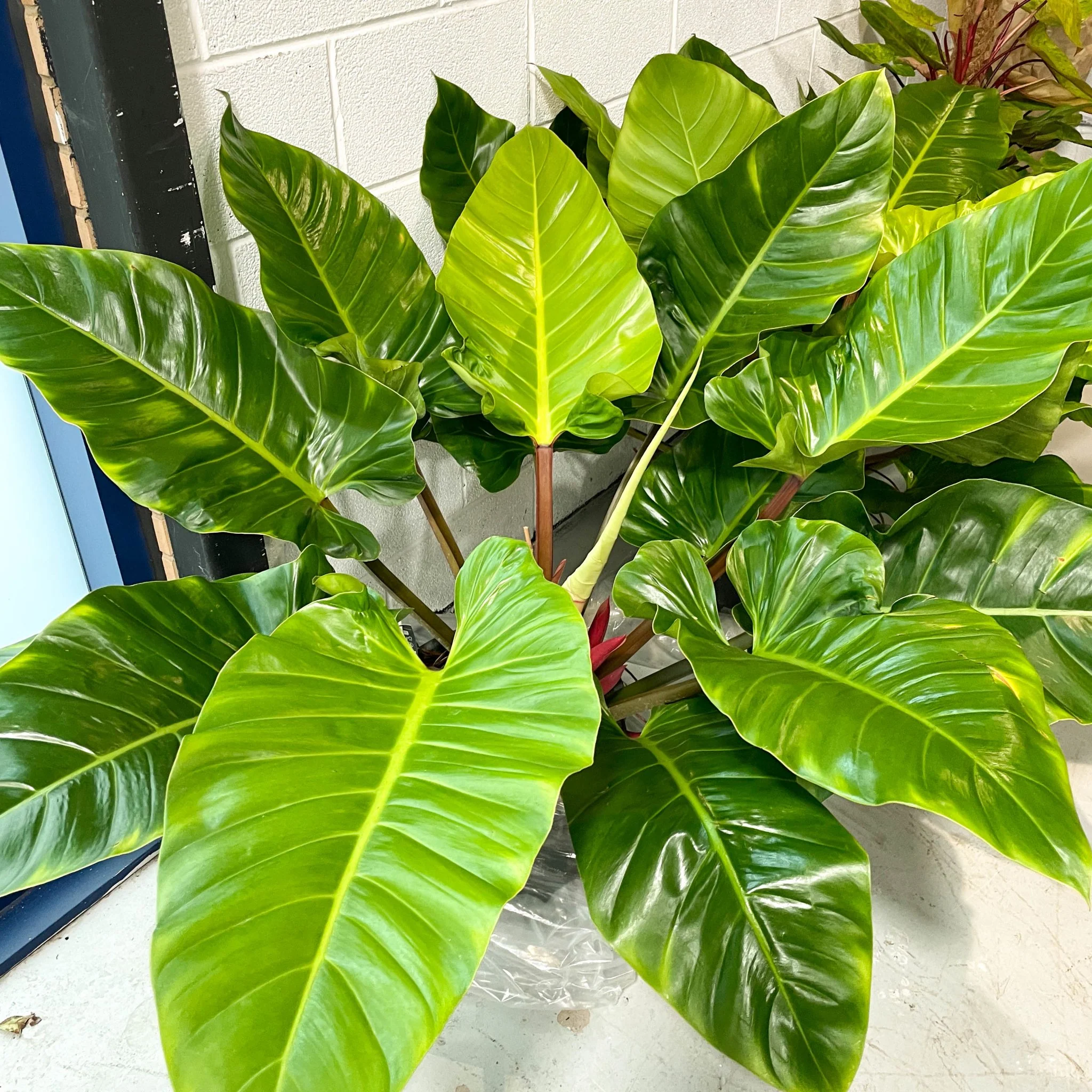Philodendron melinonii 'Ghost'