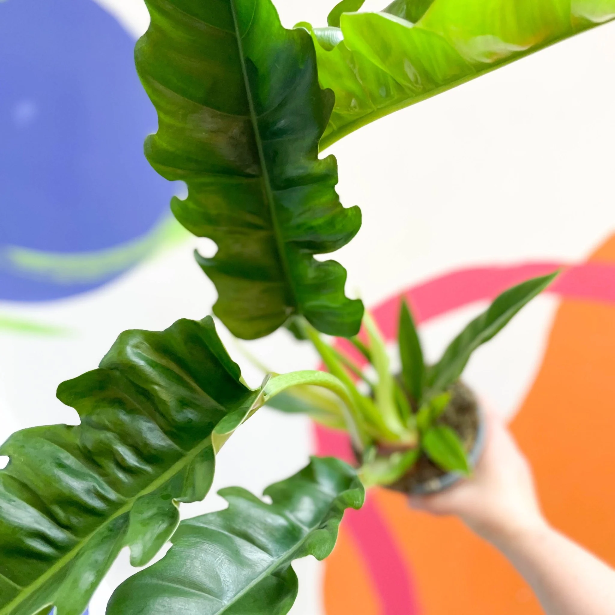 Philodendron 'Narrow Escape' - Tiger Tooth Plant - Image 10