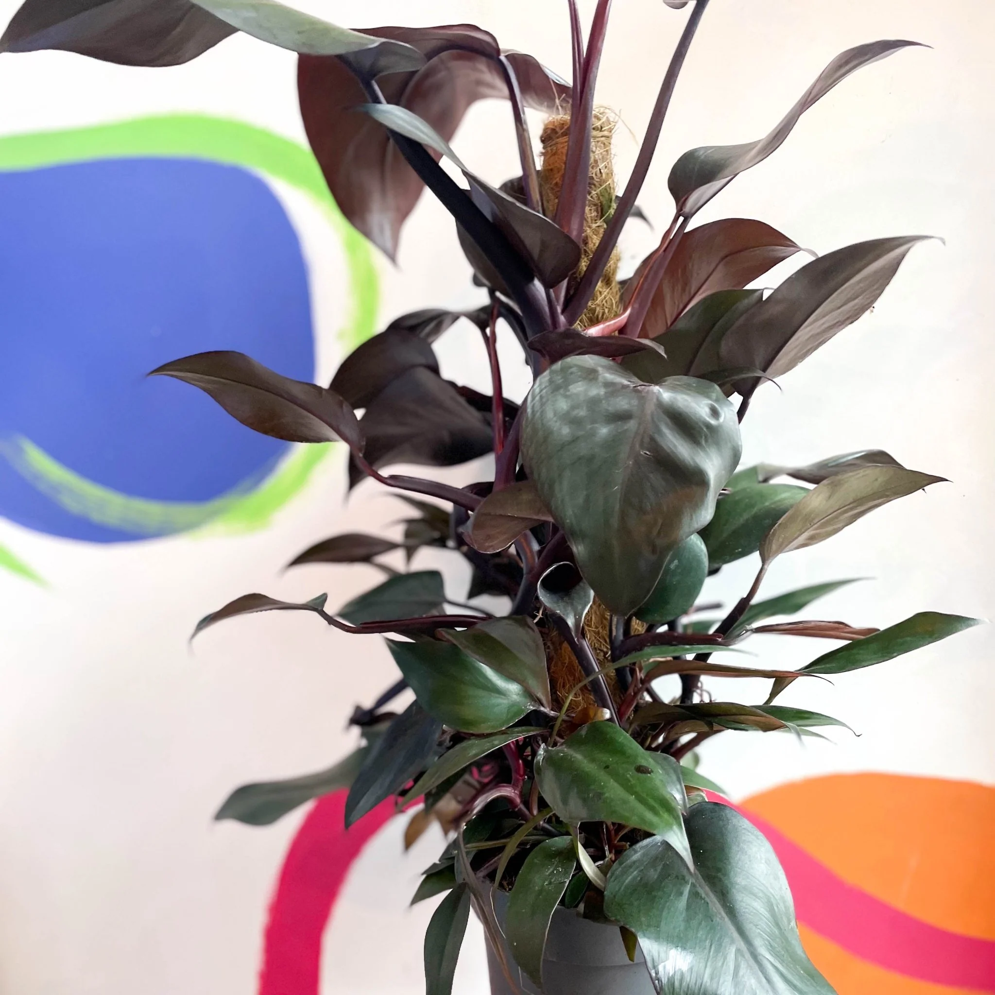 Philodendron 'New Red'
