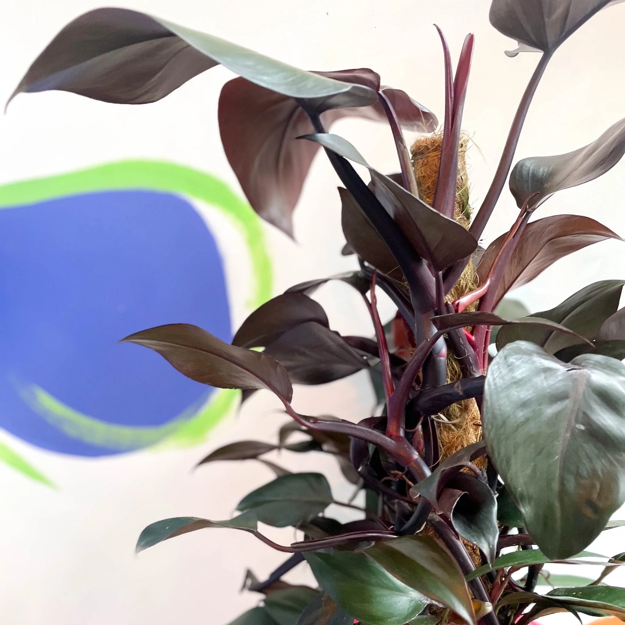 Philodendron 'New Red' - Image 2