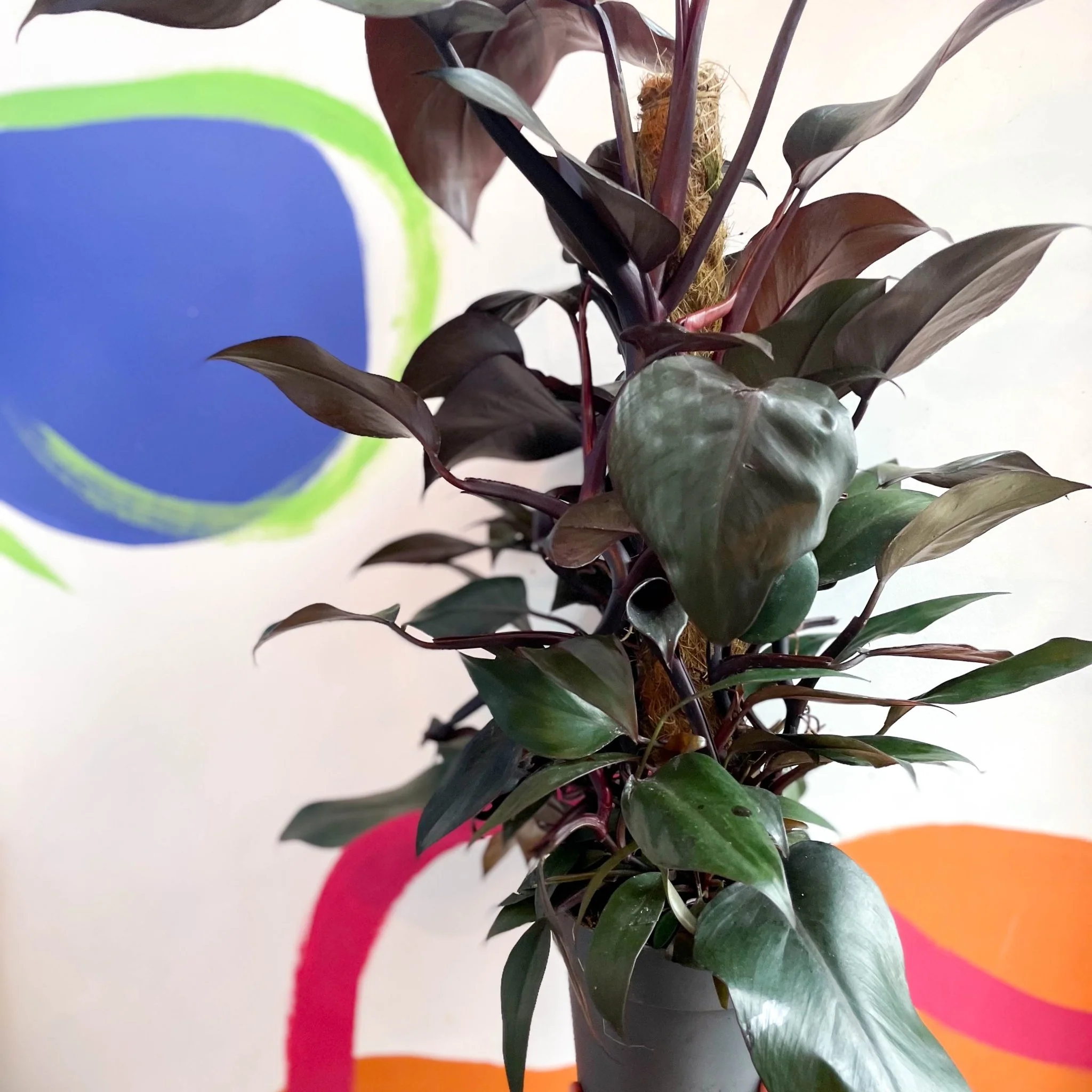 Philodendron 'New Red' - Image 3