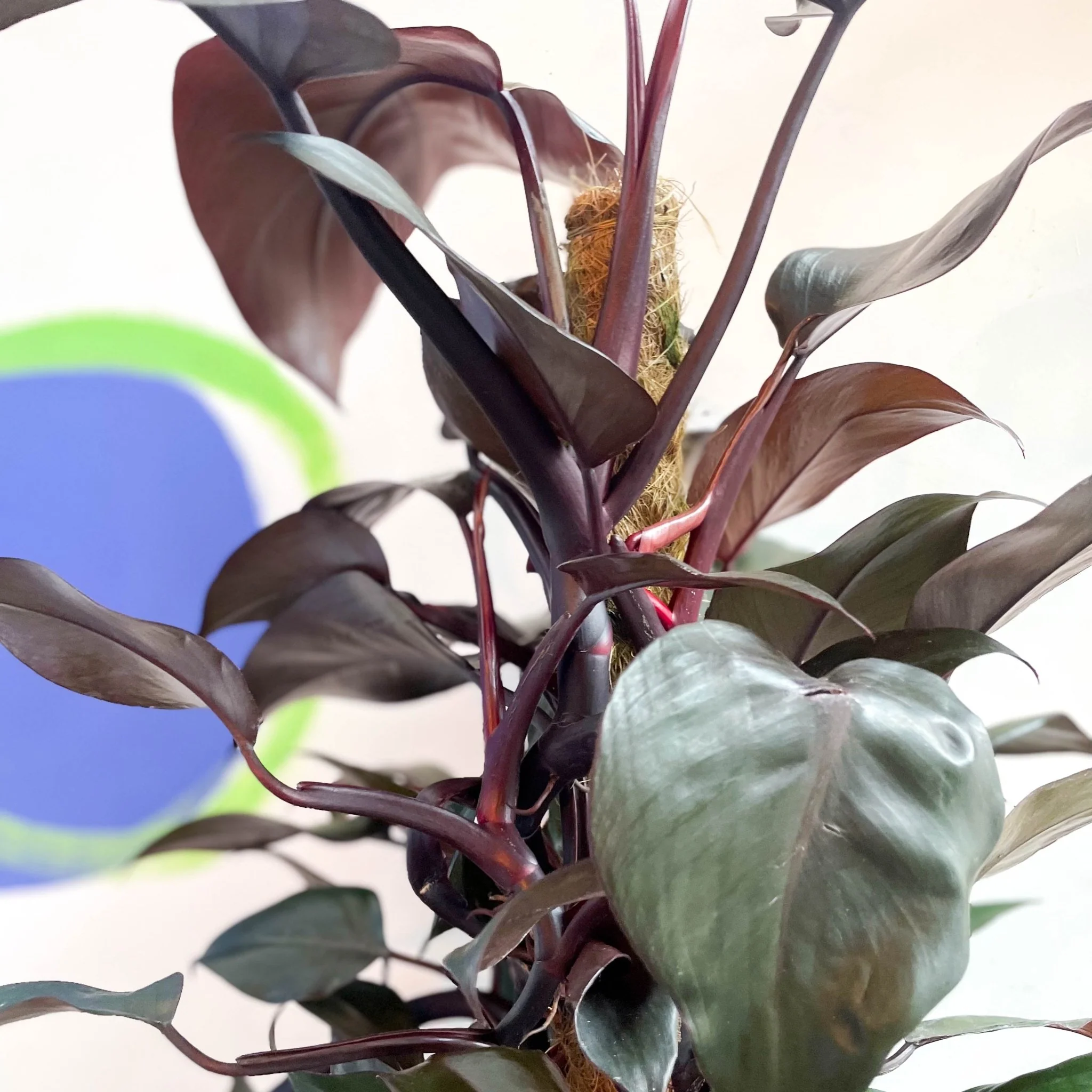 Philodendron 'New Red' - Image 4