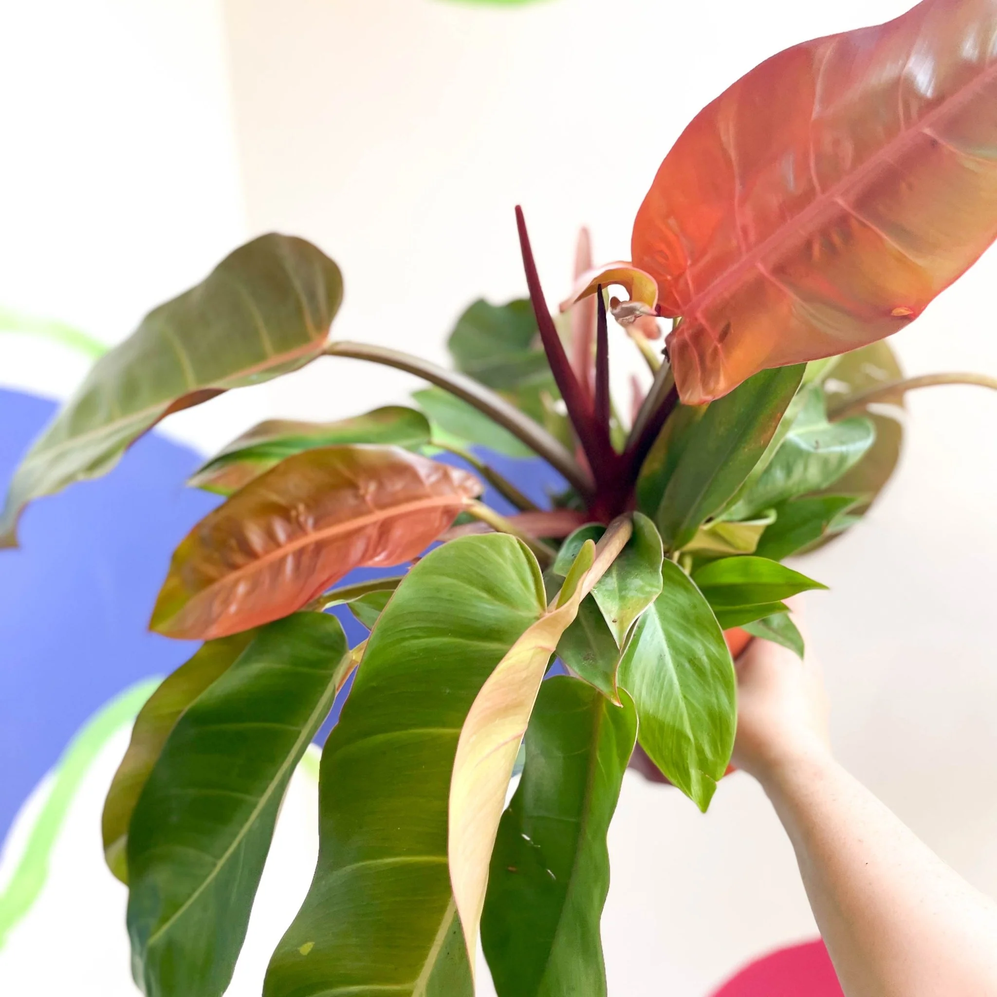 Philodendron erubescens 'Prince of Orange' - Image 10