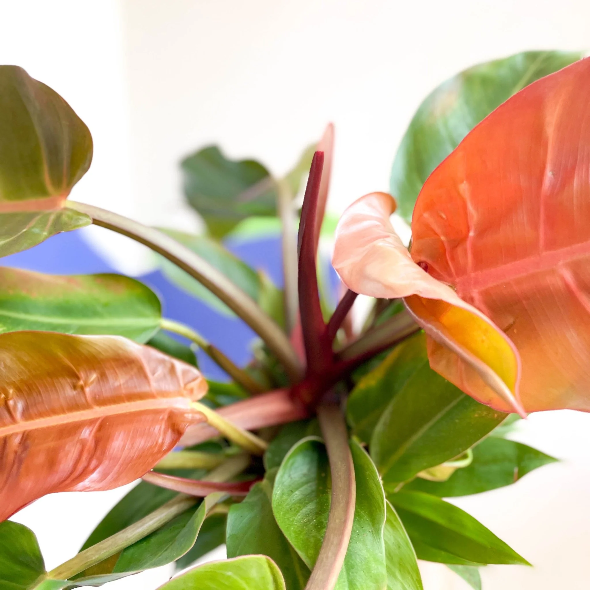 Philodendron erubescens 'Prince of Orange' - Image 11