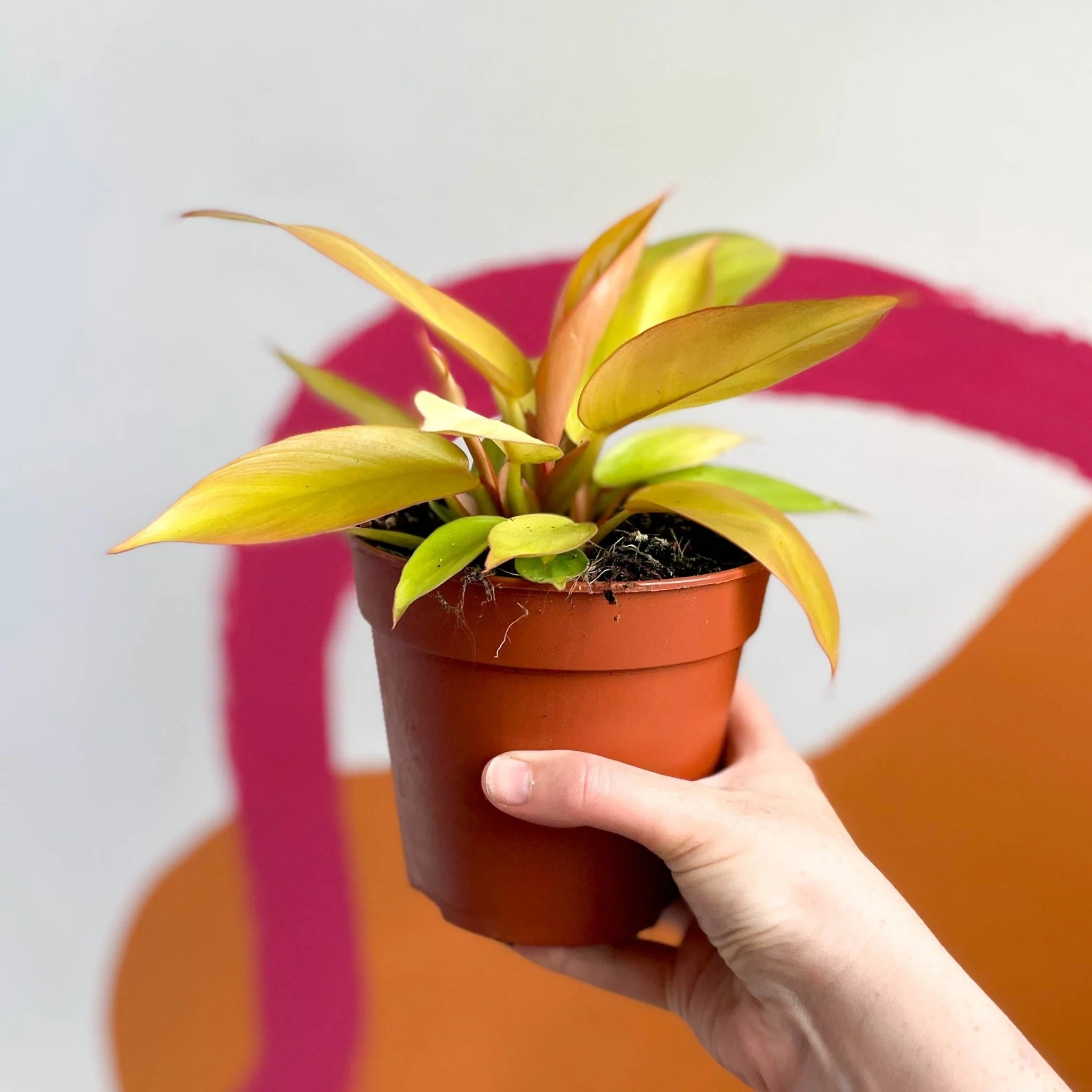 Philodendron erubescens 'Prince of Orange' - Image 3
