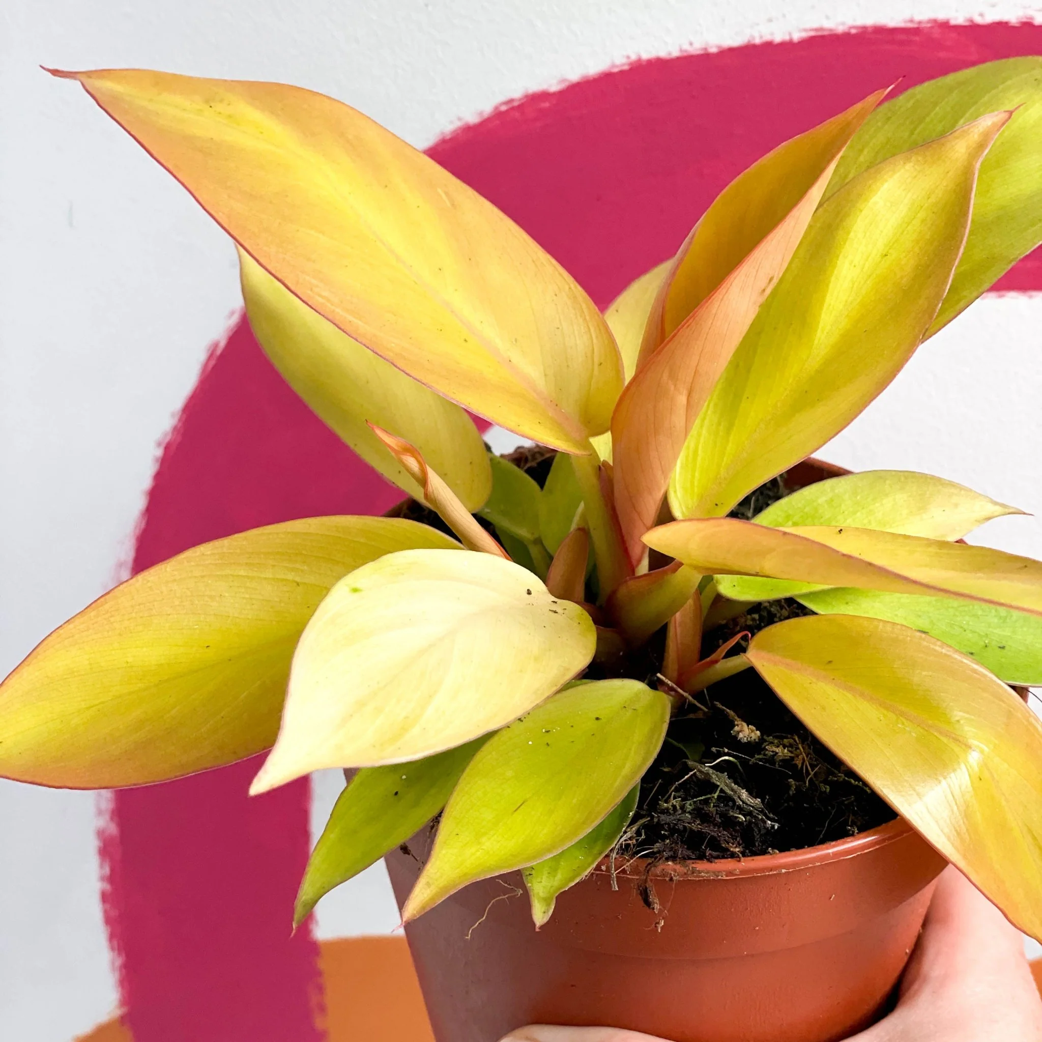 Philodendron erubescens 'Prince of Orange' - Image 4