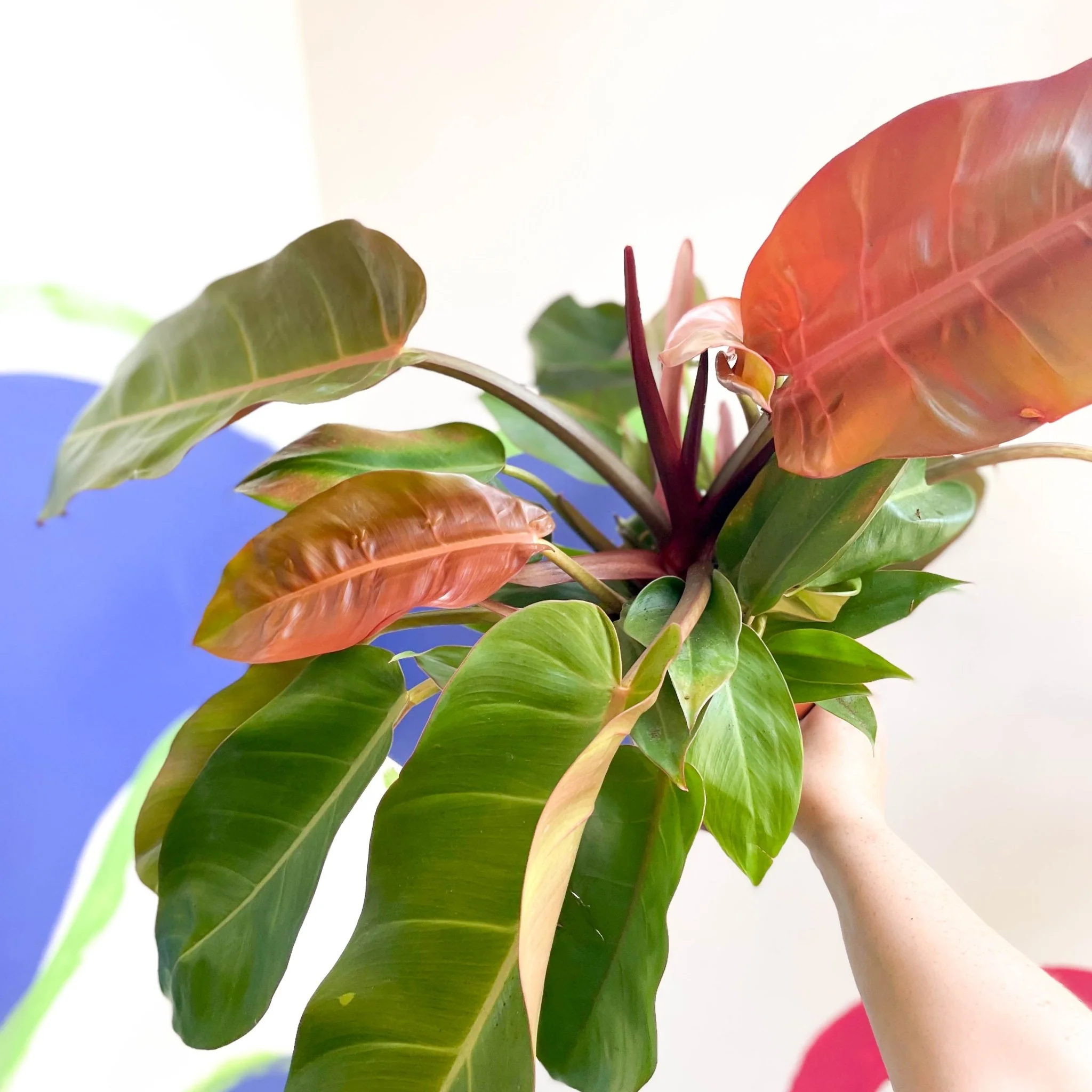 Philodendron erubescens 'Prince of Orange' - Image 5