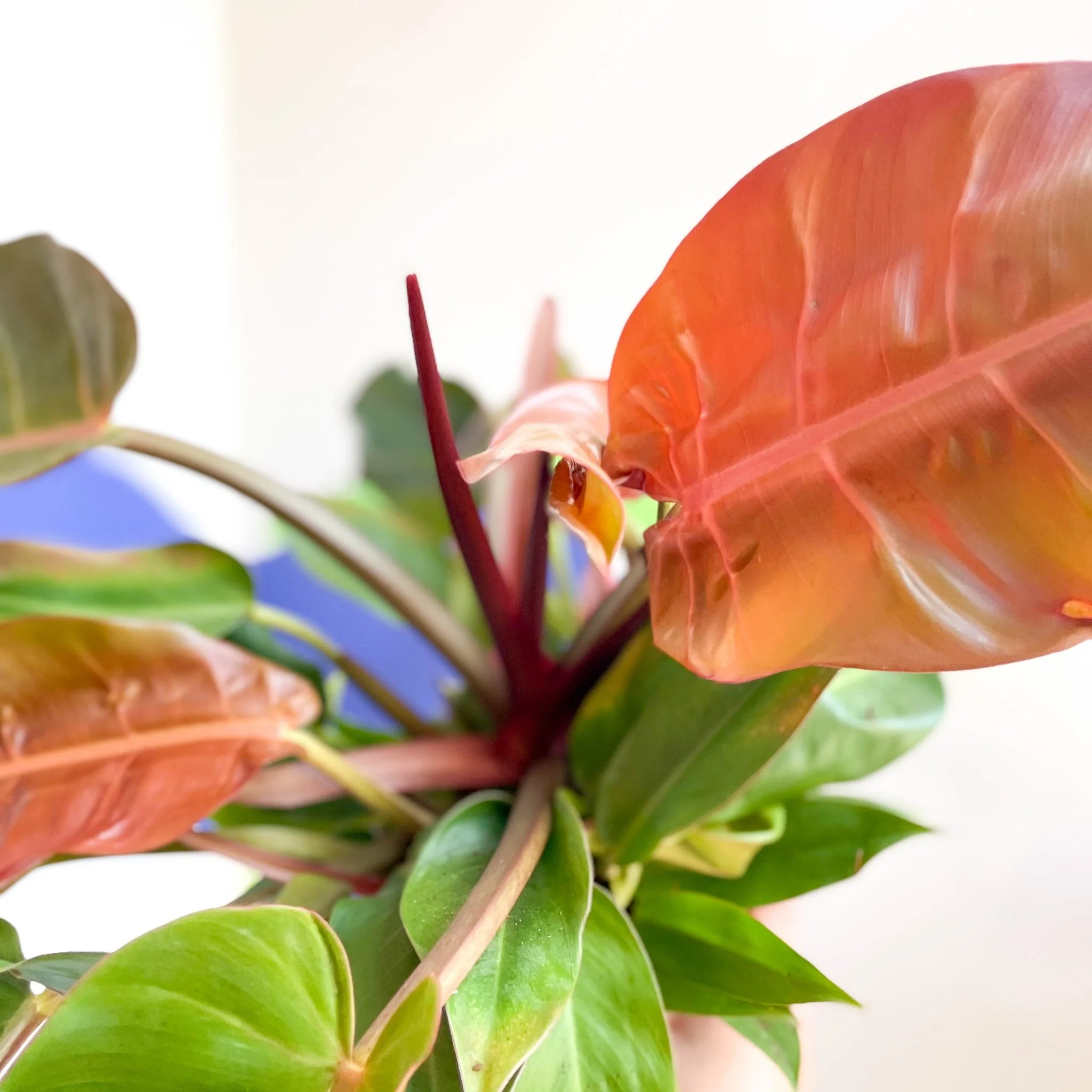 Philodendron erubescens 'Prince of Orange' - Image 6