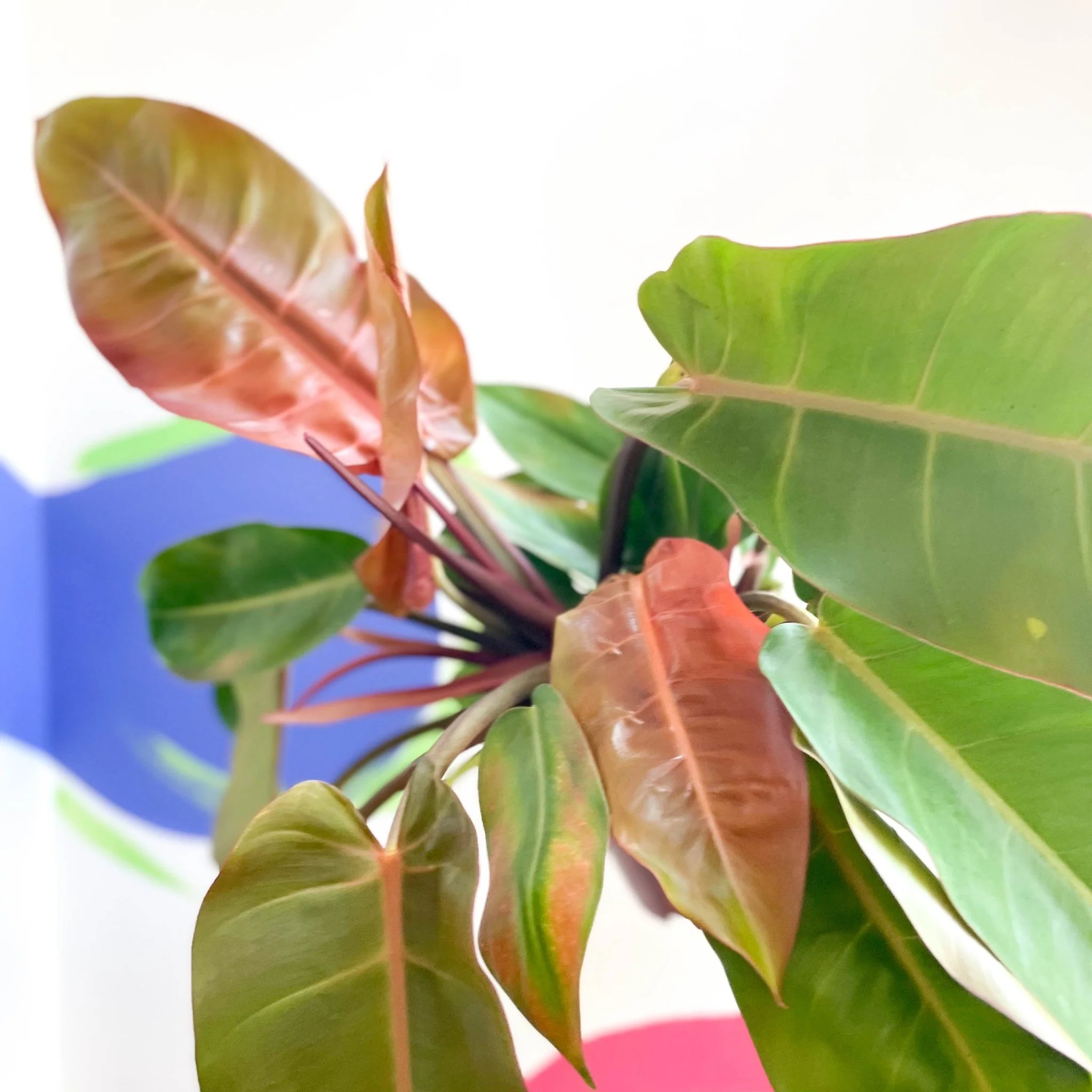 Philodendron erubescens 'Prince of Orange' - Image 7