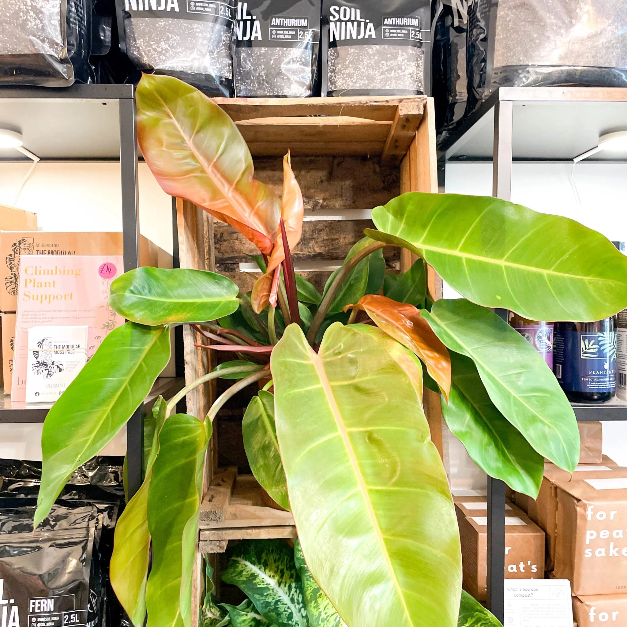 Philodendron erubescens 'Prince of Orange' - Image 8