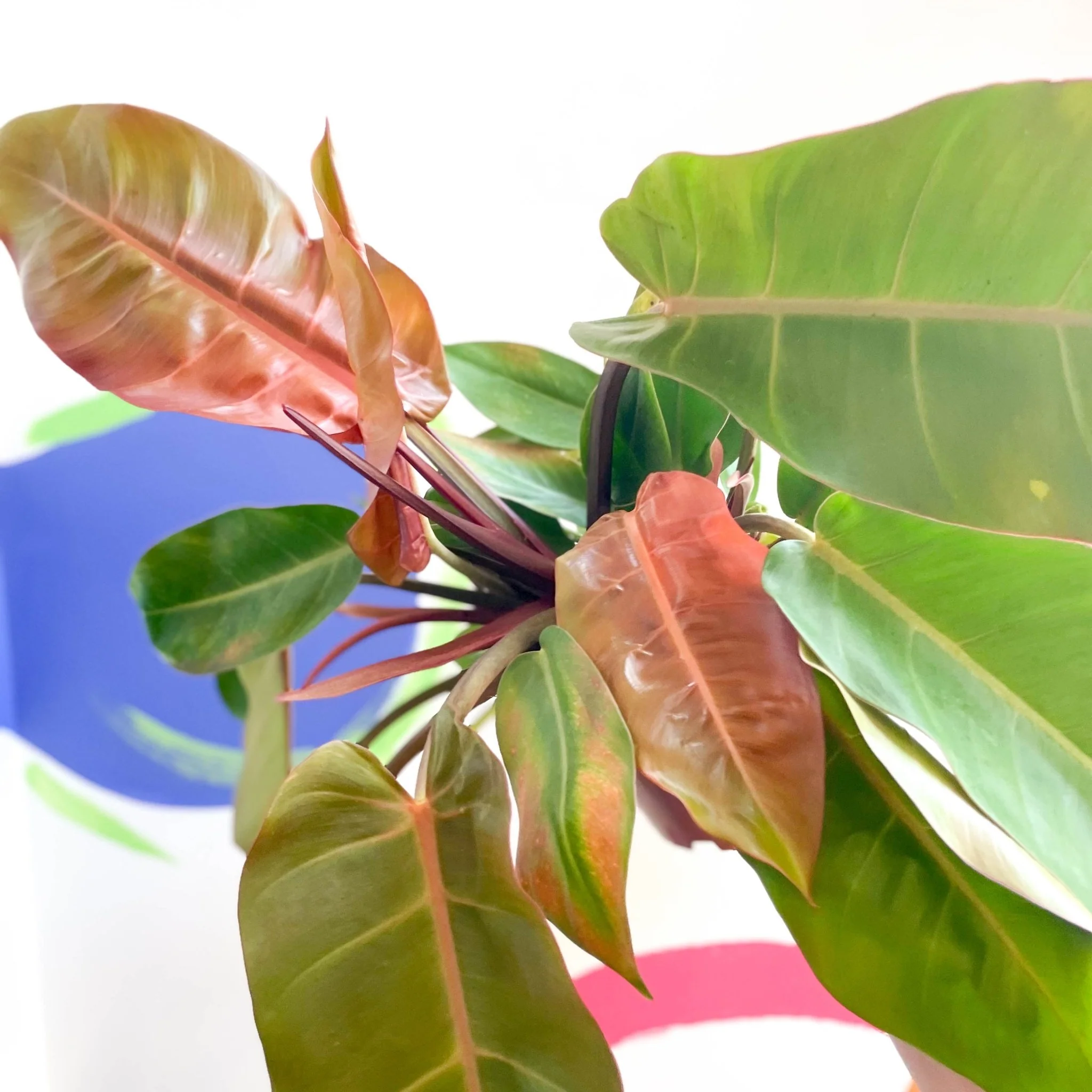 Philodendron erubescens 'Prince of Orange' - Image 9