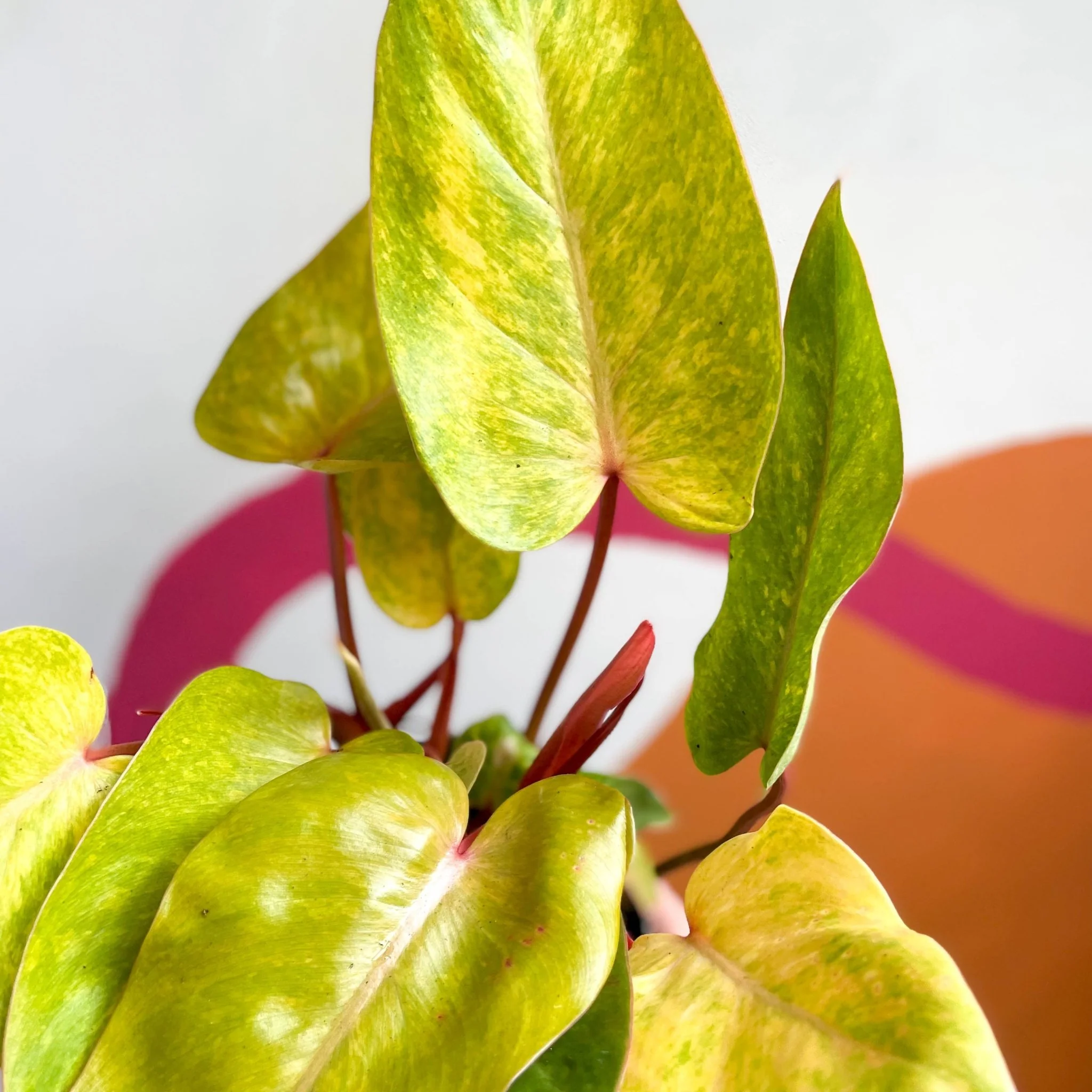 Philodendron erubescens 'Painted Lady' - Image 4