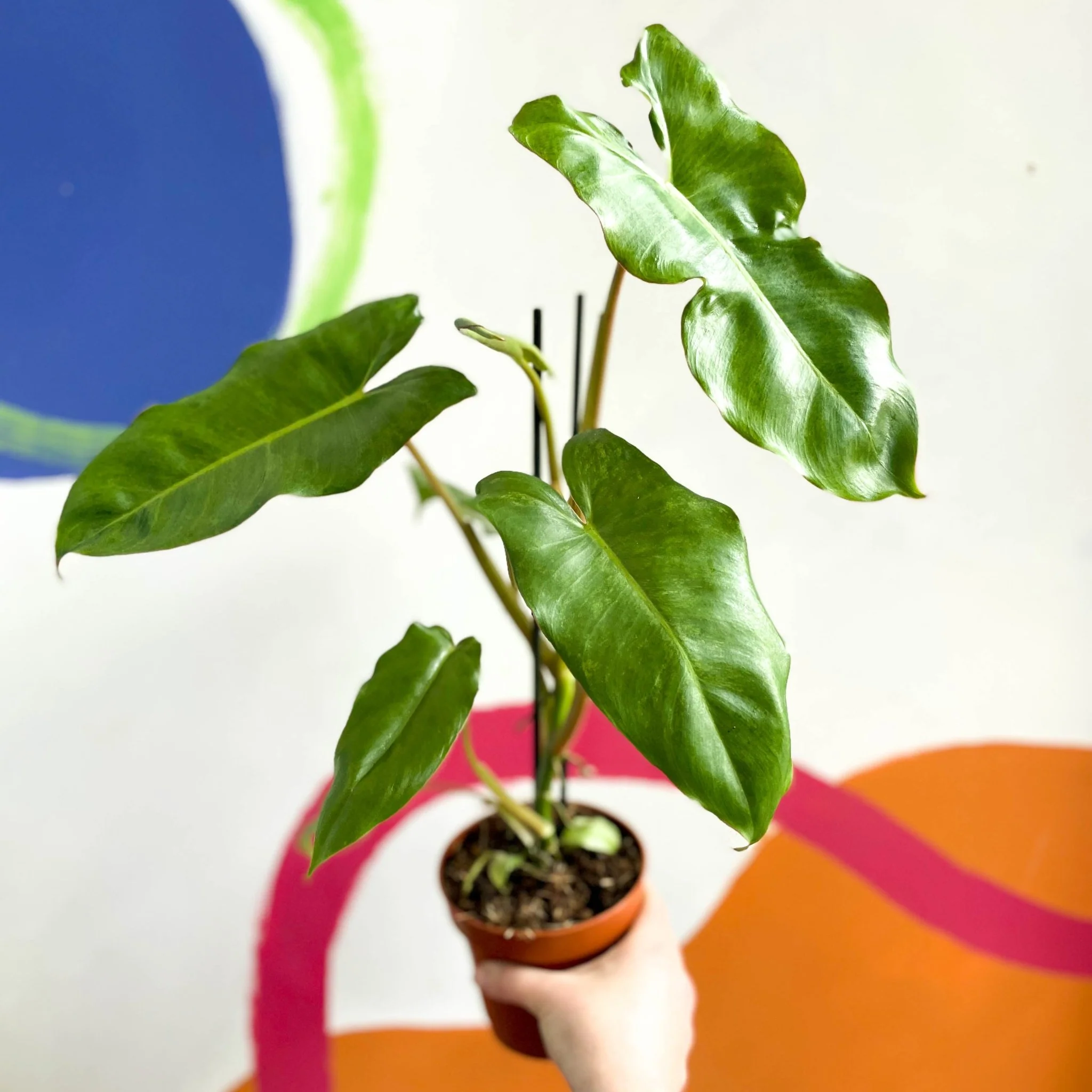 Philodendron 'Paraiso Verde'