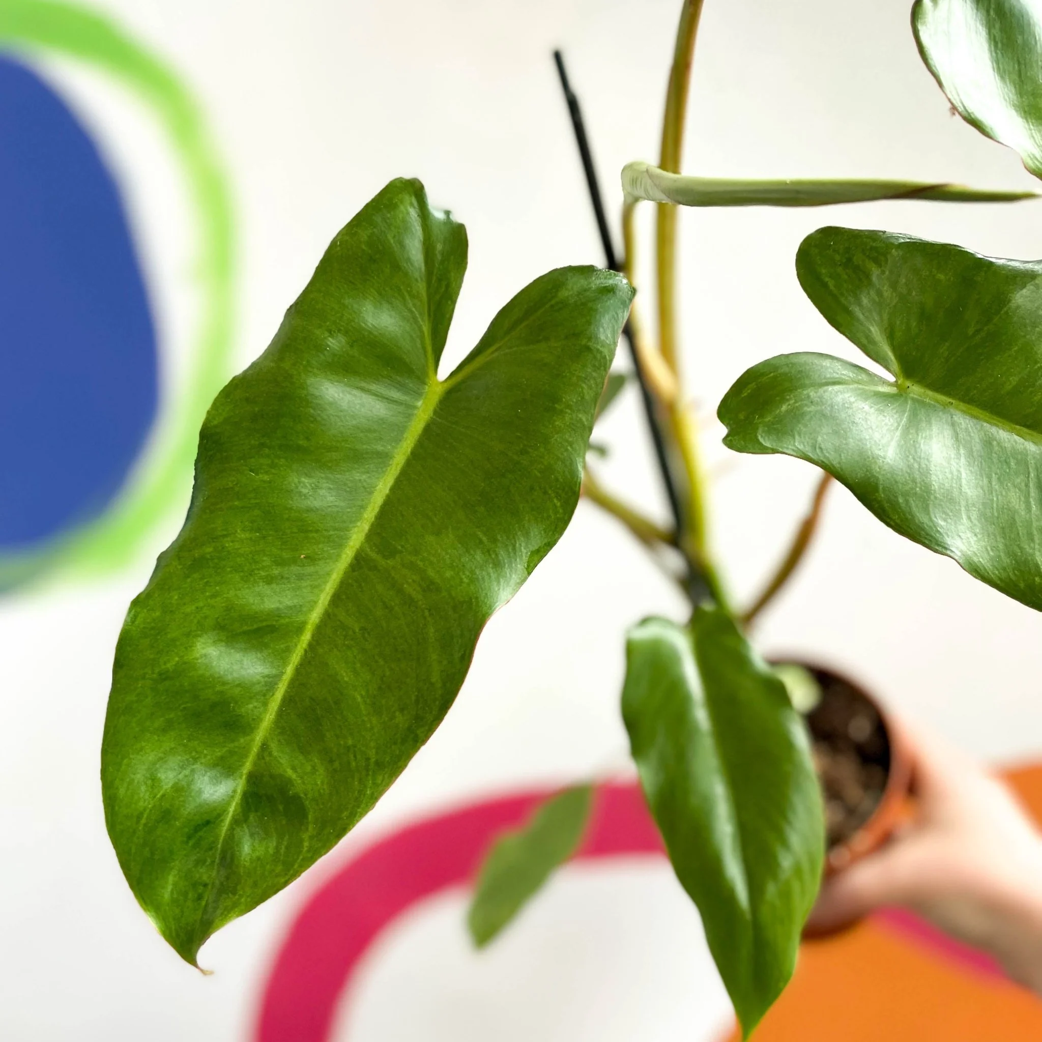 Philodendron 'Paraiso Verde' - Image 2