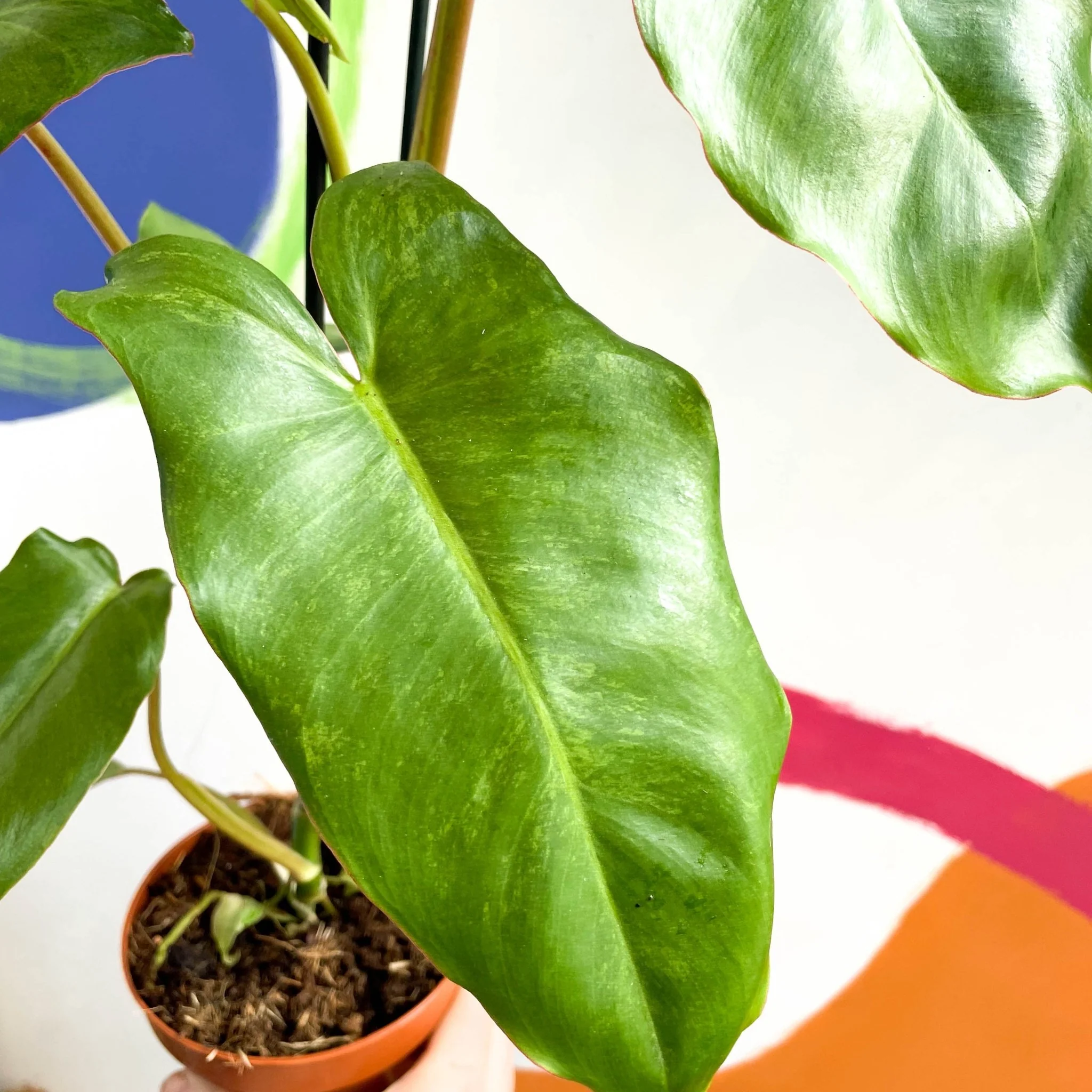 Philodendron 'Paraiso Verde' - Image 3