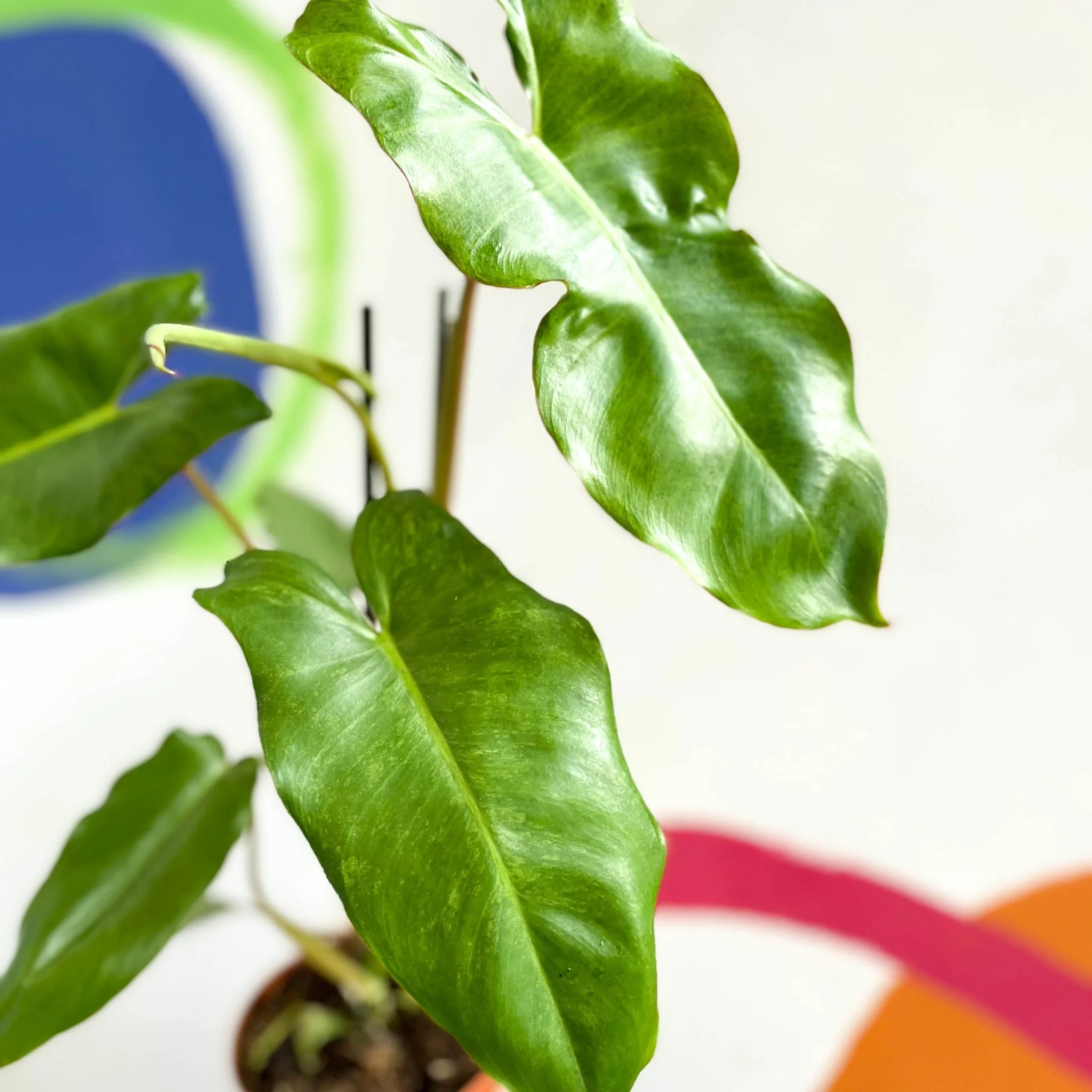 Philodendron 'Paraiso Verde' - Image 4