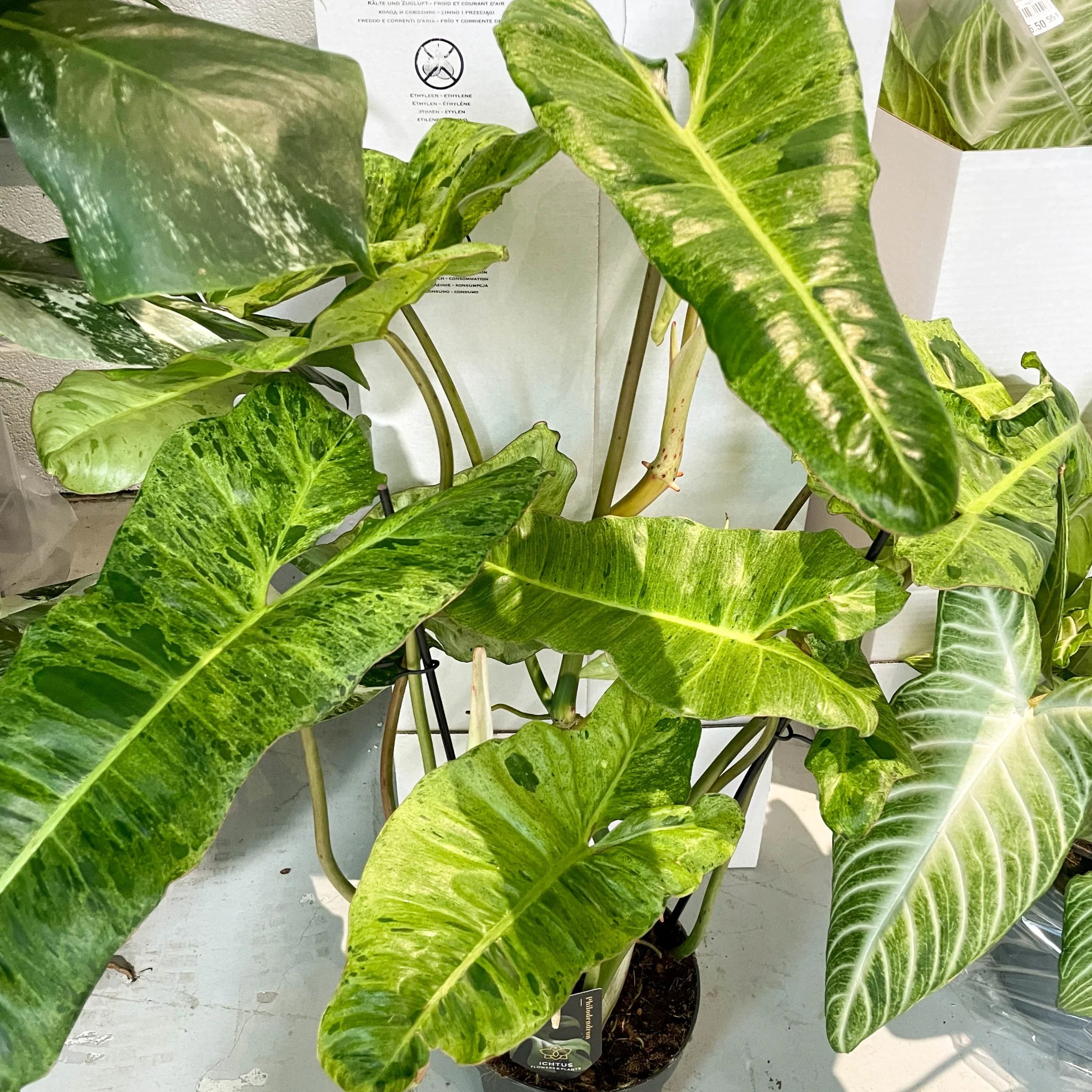 Philodendron 'Paraiso Verde' - Image 5