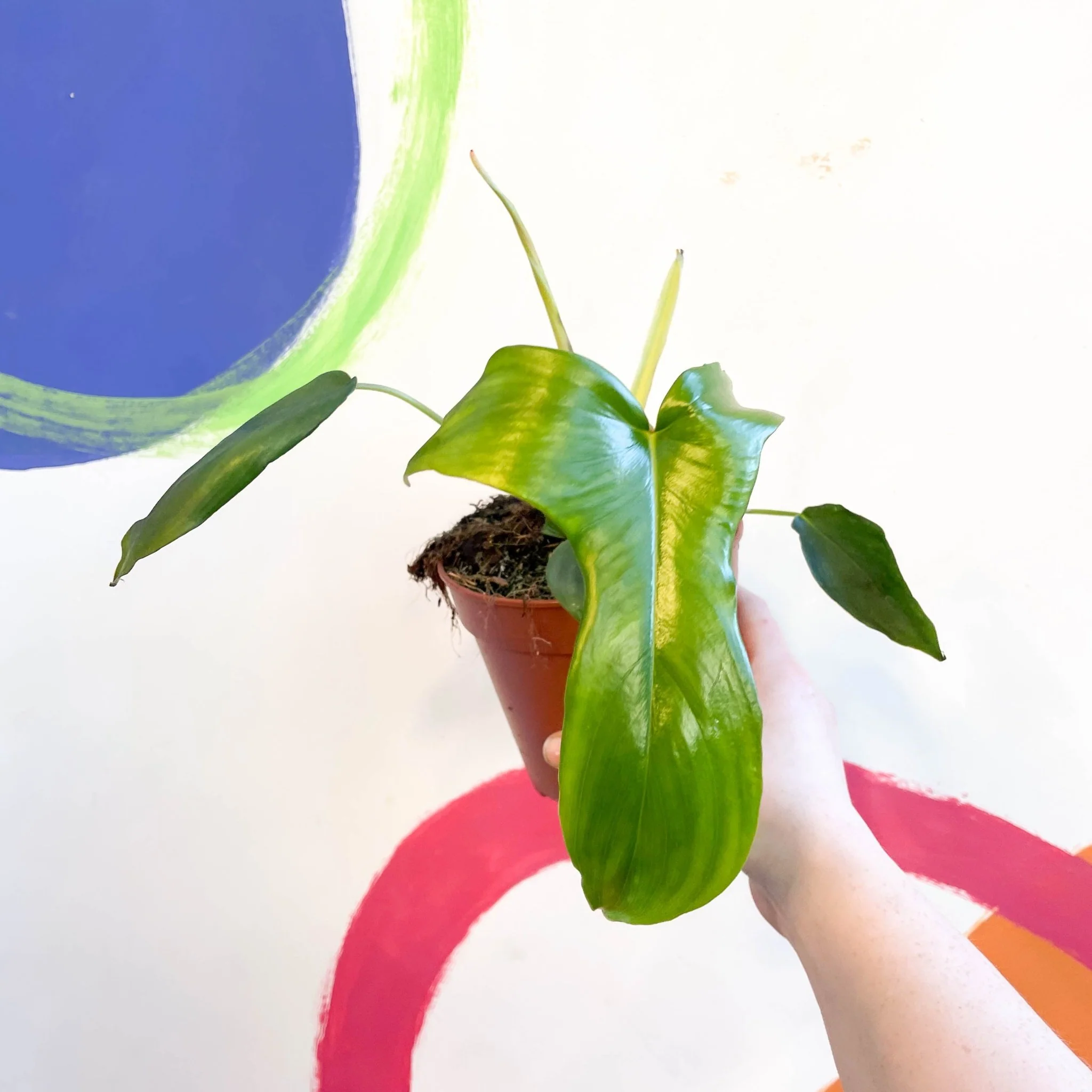 Philodendron pedatum 'Glad Hands'