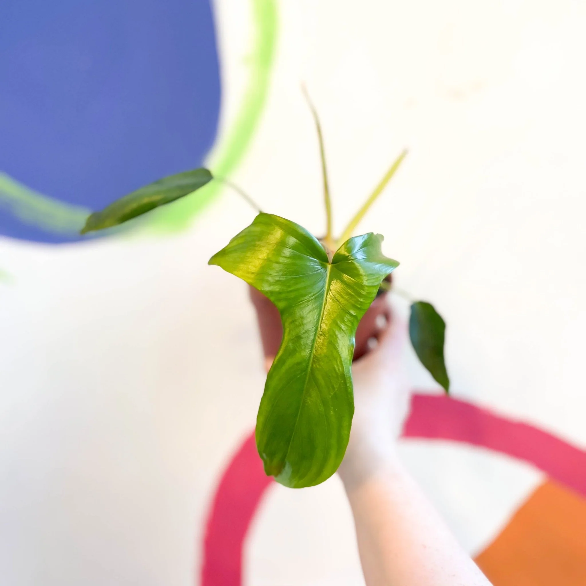 Philodendron pedatum 'Glad Hands' - Image 3