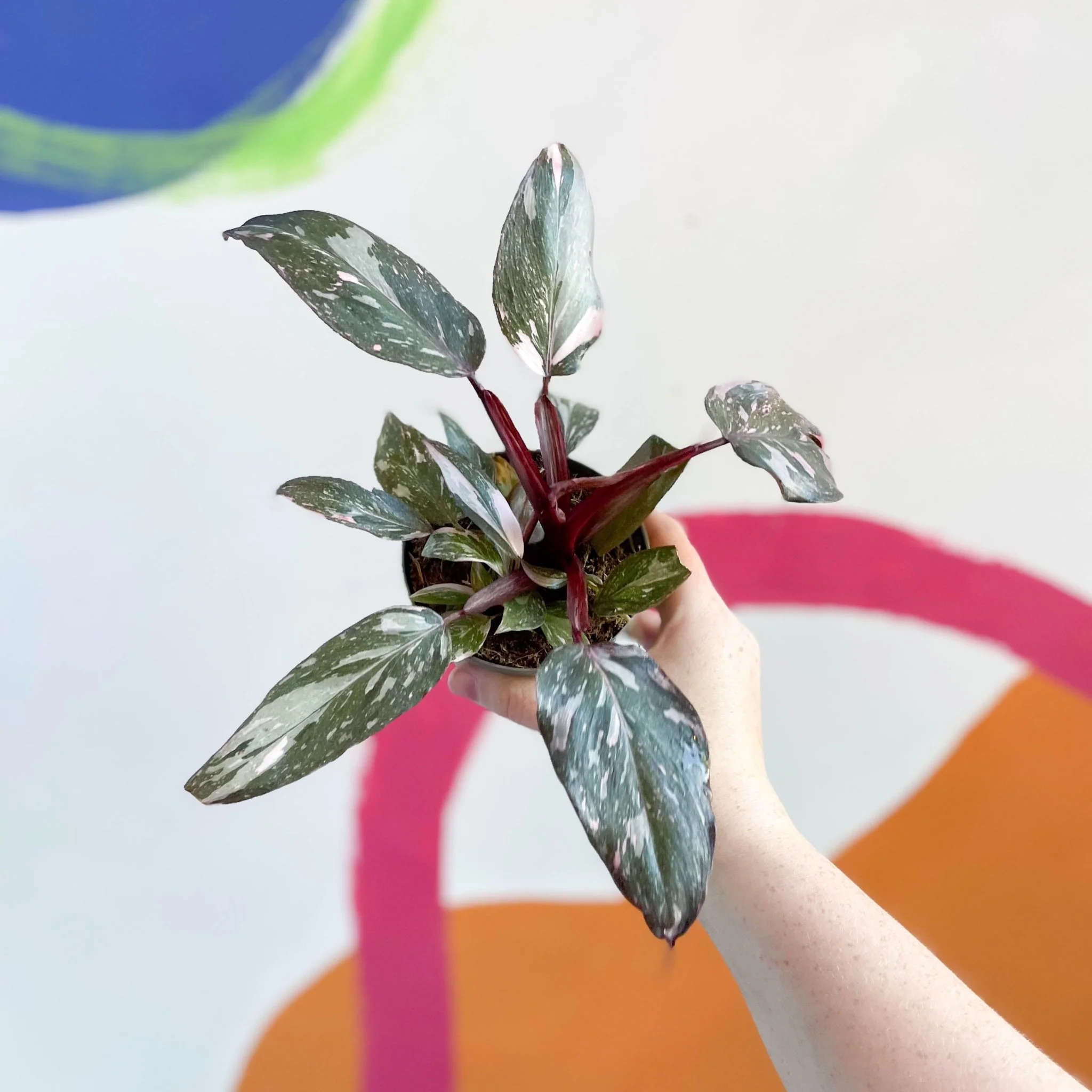 Philodendron erubescens 'Pink Princess'