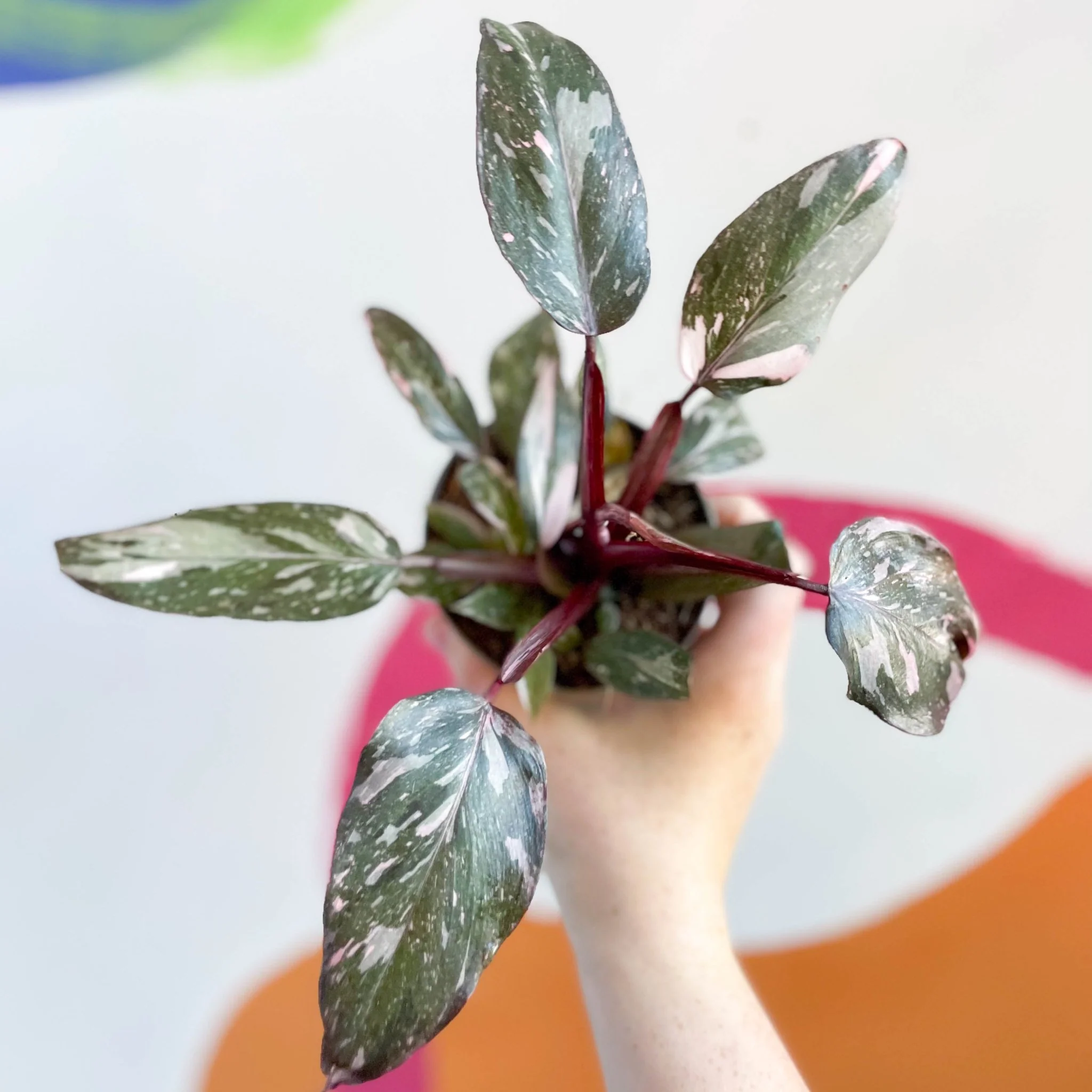 Philodendron erubescens 'Pink Princess' - Image 2